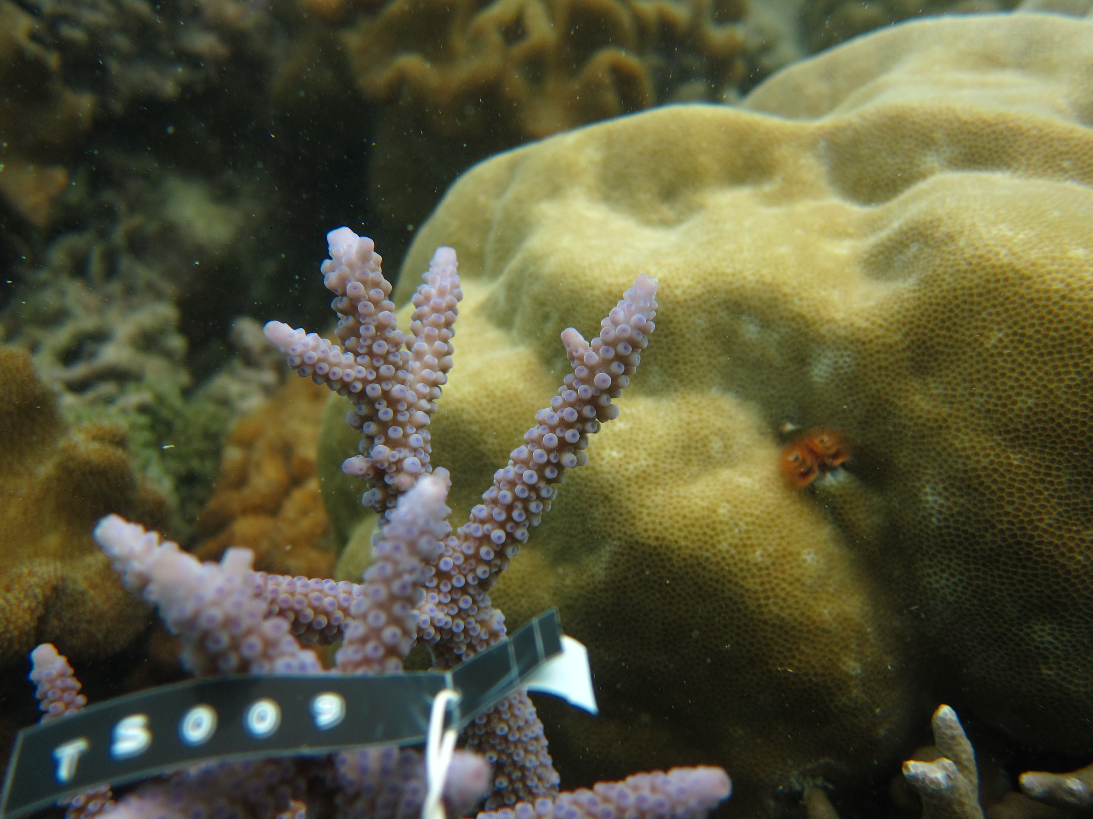 Acropora austera