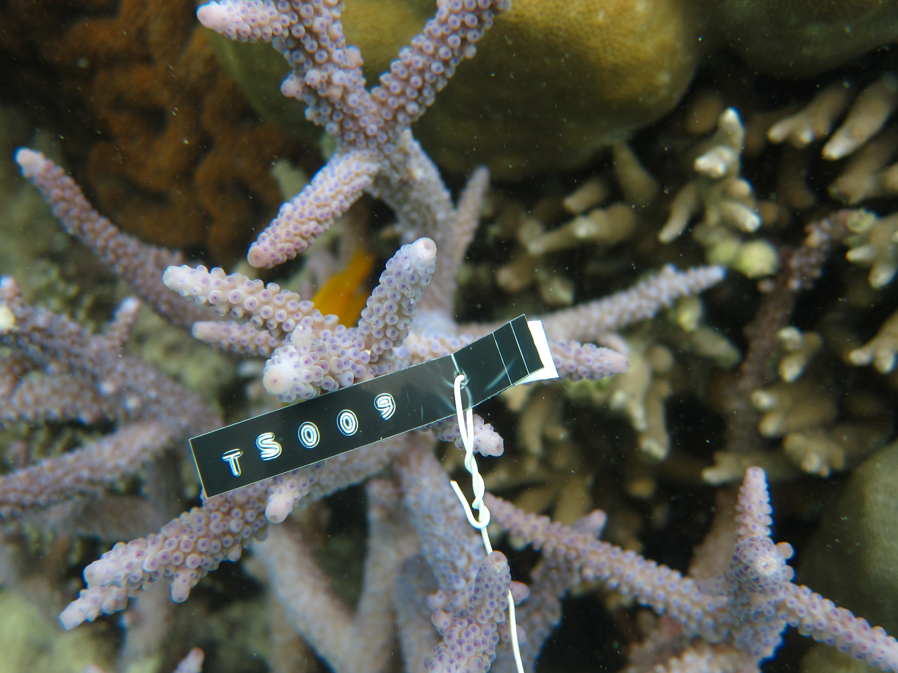 Acropora austera