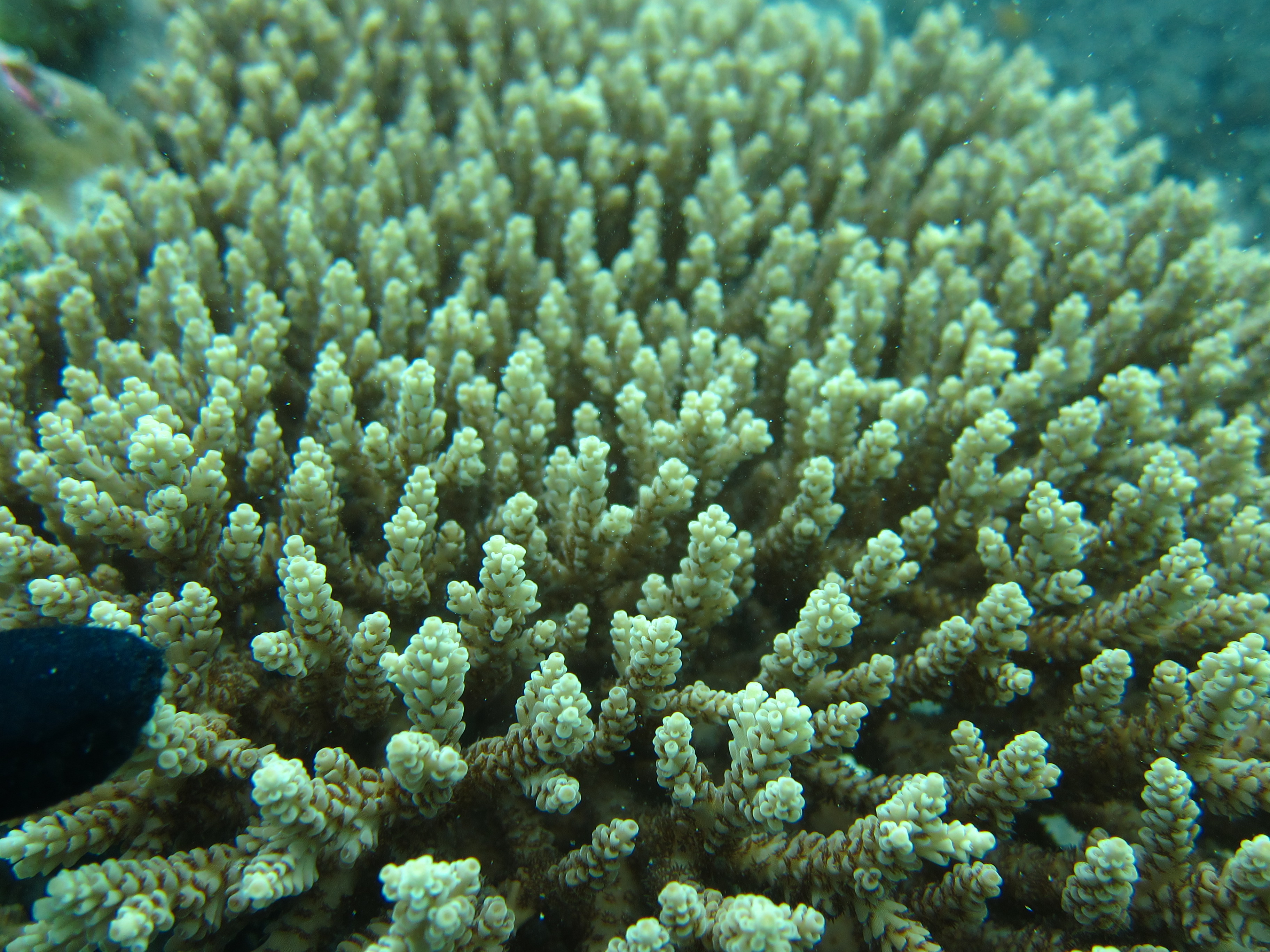 Acropora selago