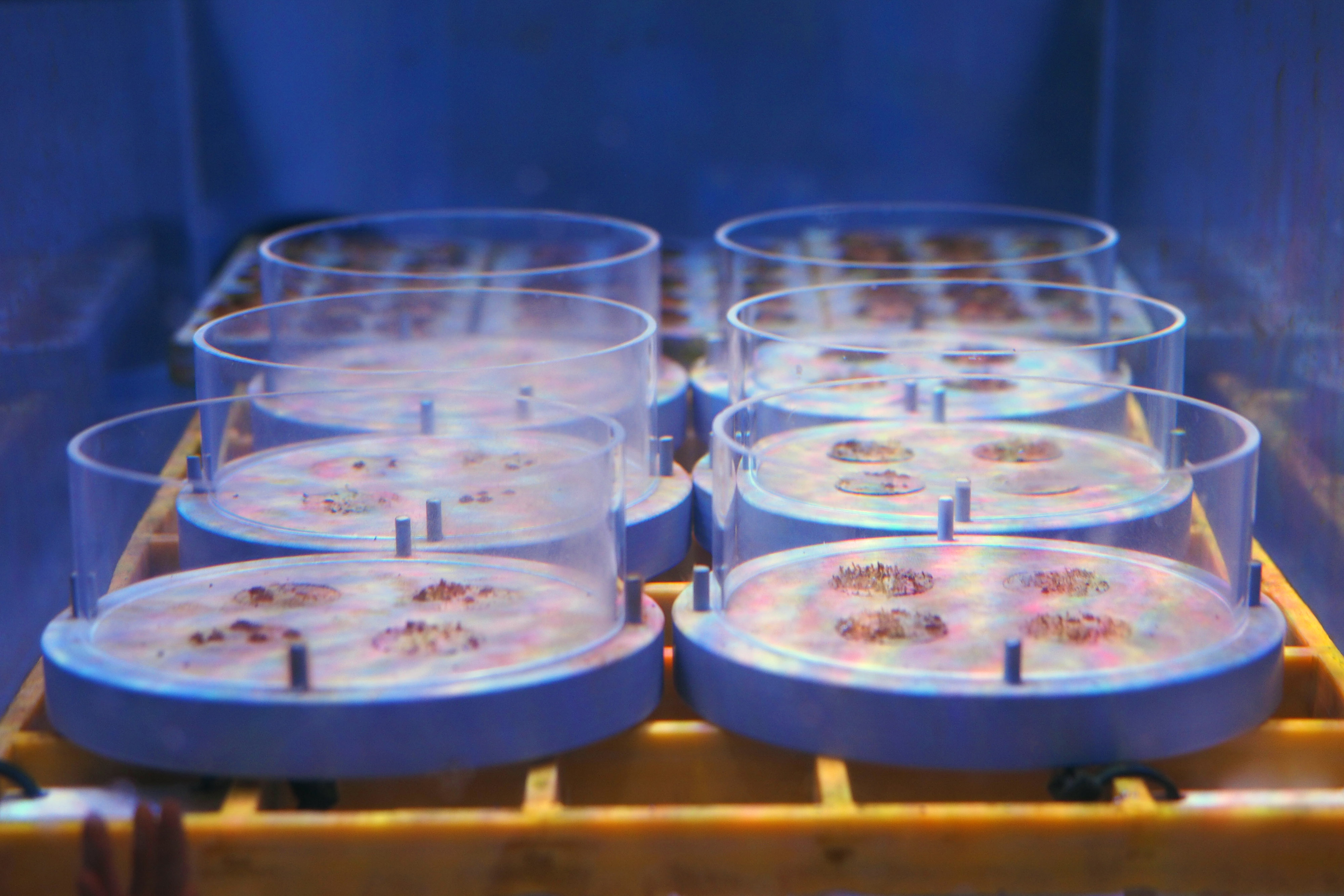 Testing coral juvenile survival at six sediment concentrations