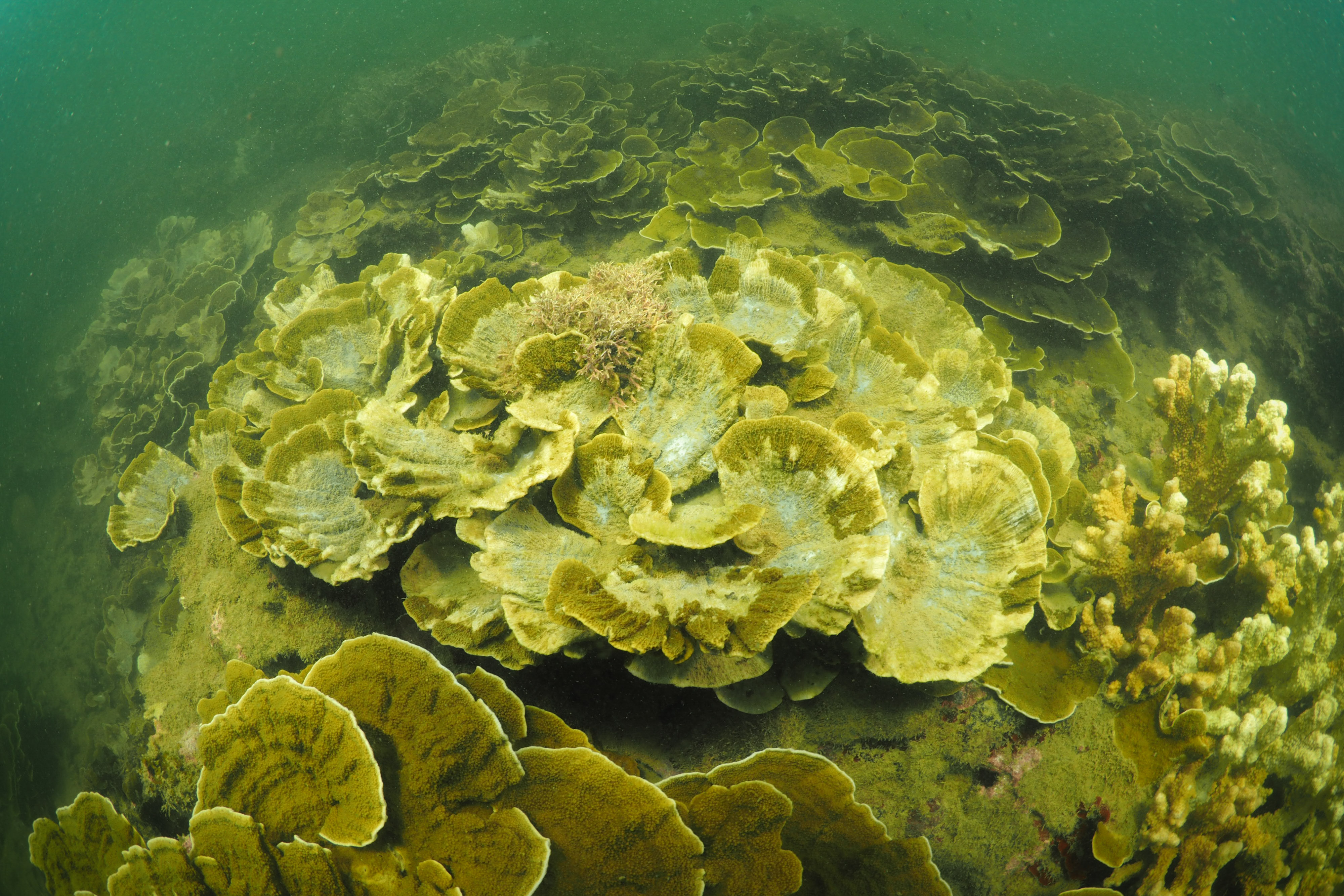 Middle Reef following a flood