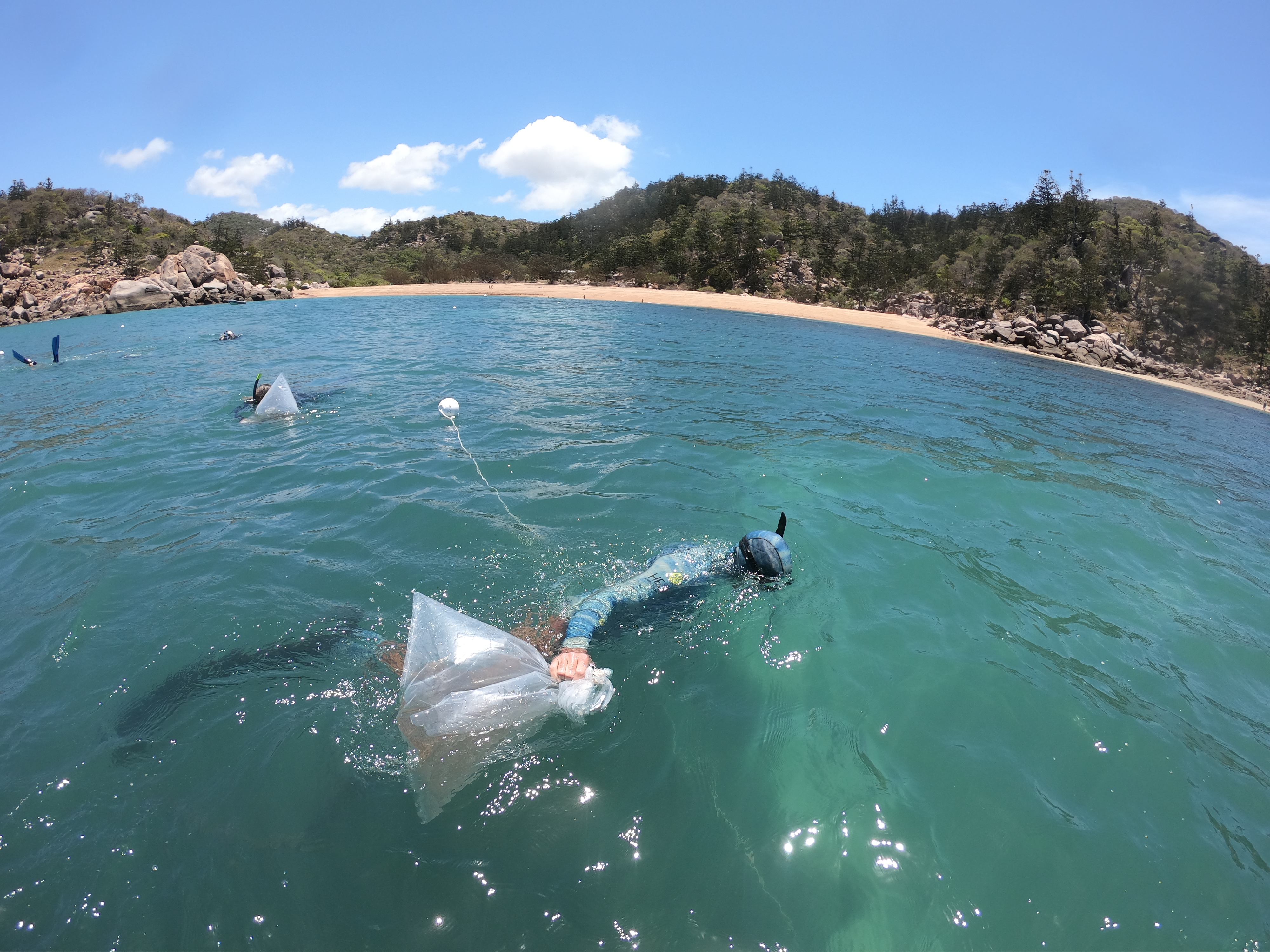 Researcher delivering bags of coral larvae for coral restoration experiment