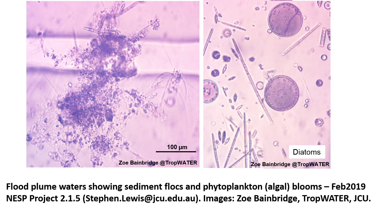 Microscope images of the suspended particulate matter in flood plume samples