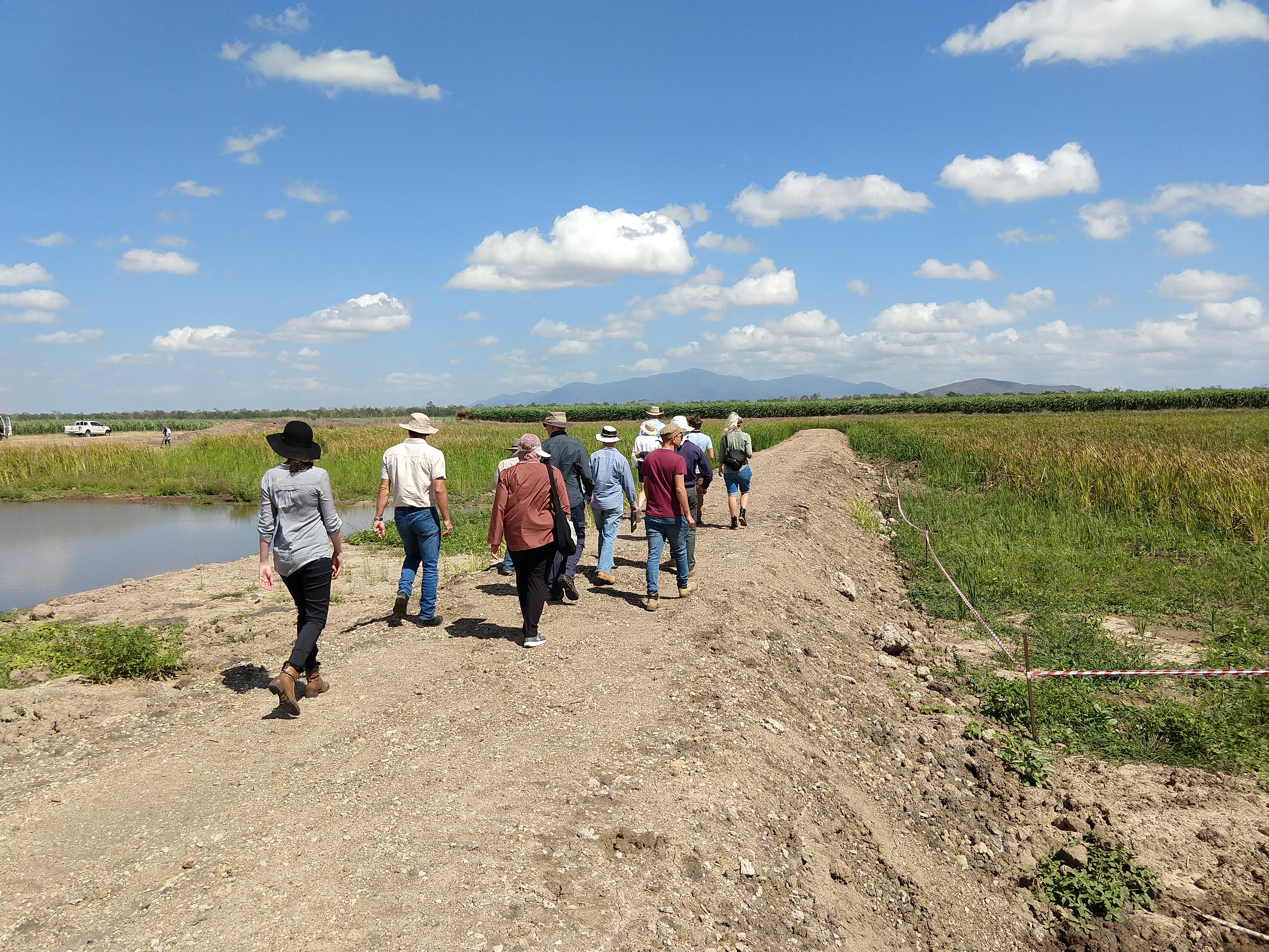 Constructed treatment wetland on a Burdekin cane farm - central berm (raised earth bank)