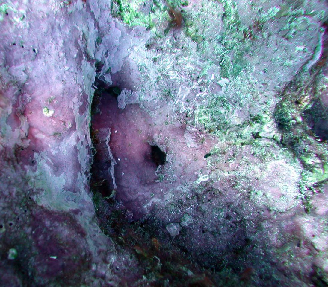 Purple crustose coralline algae