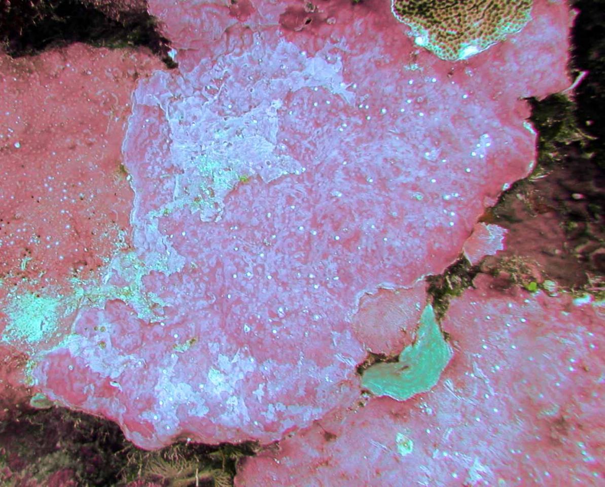 Pink crustose coralline algae