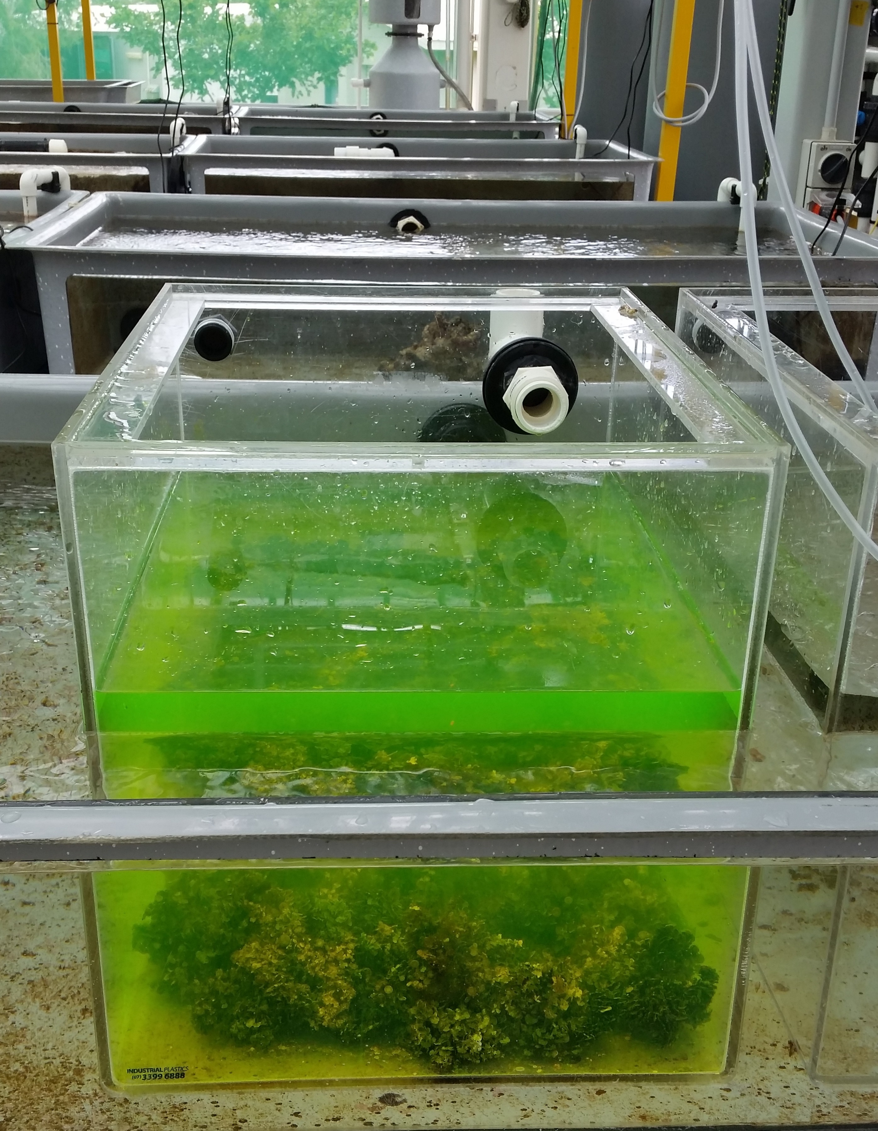 Fluorescent staining helps tracking growth of calcifying organisms in experiments