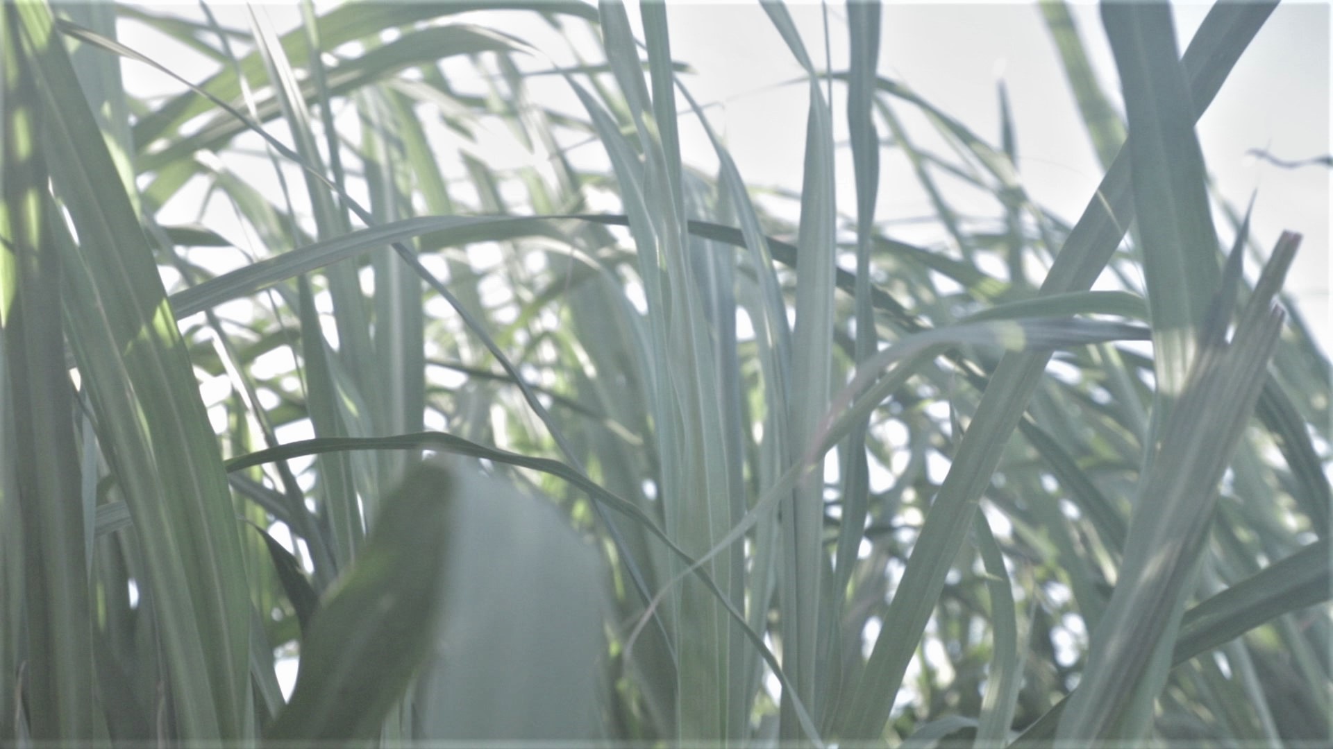 Sugarcane leaves