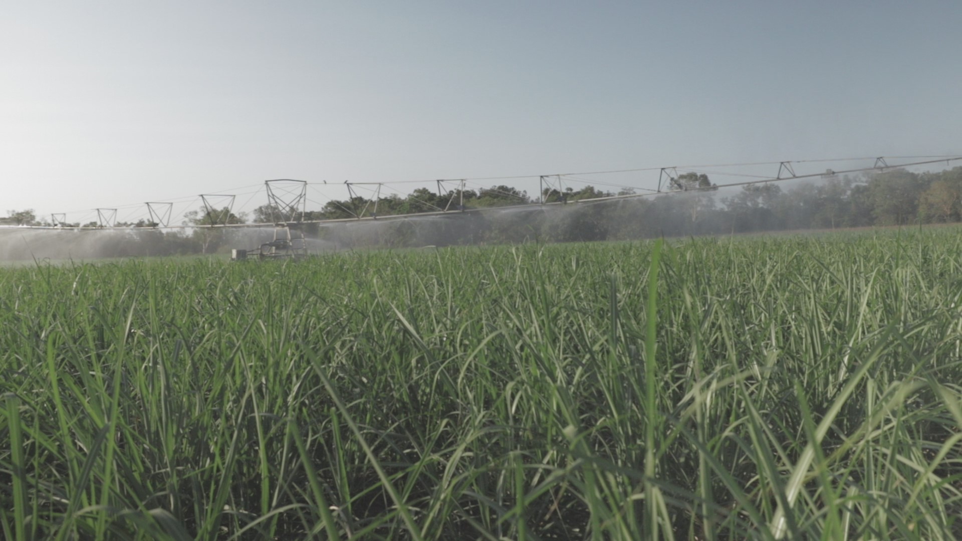 Irrigating sugarcane block