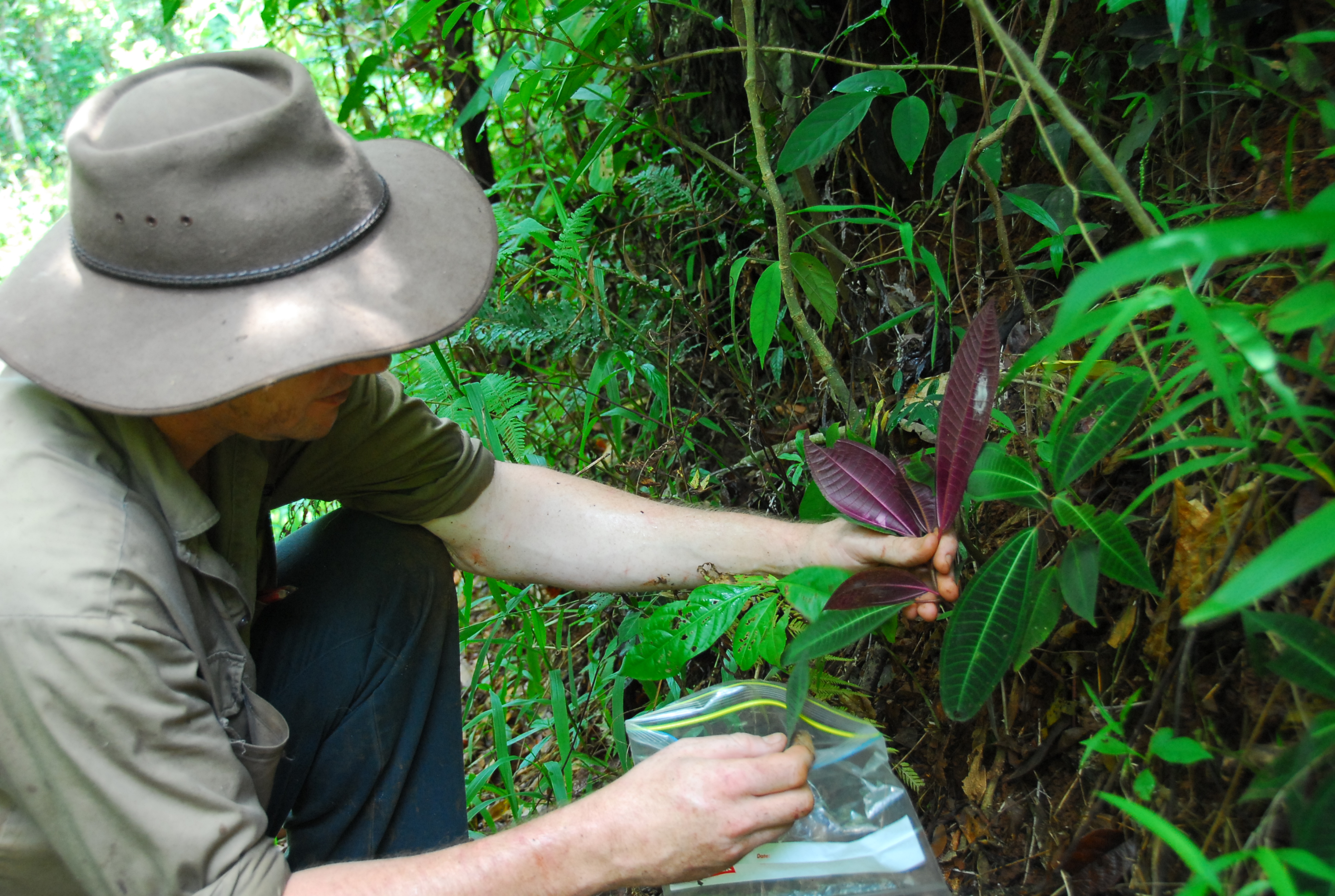 Collecting samples of invasive Miconia calvescens at El Arish