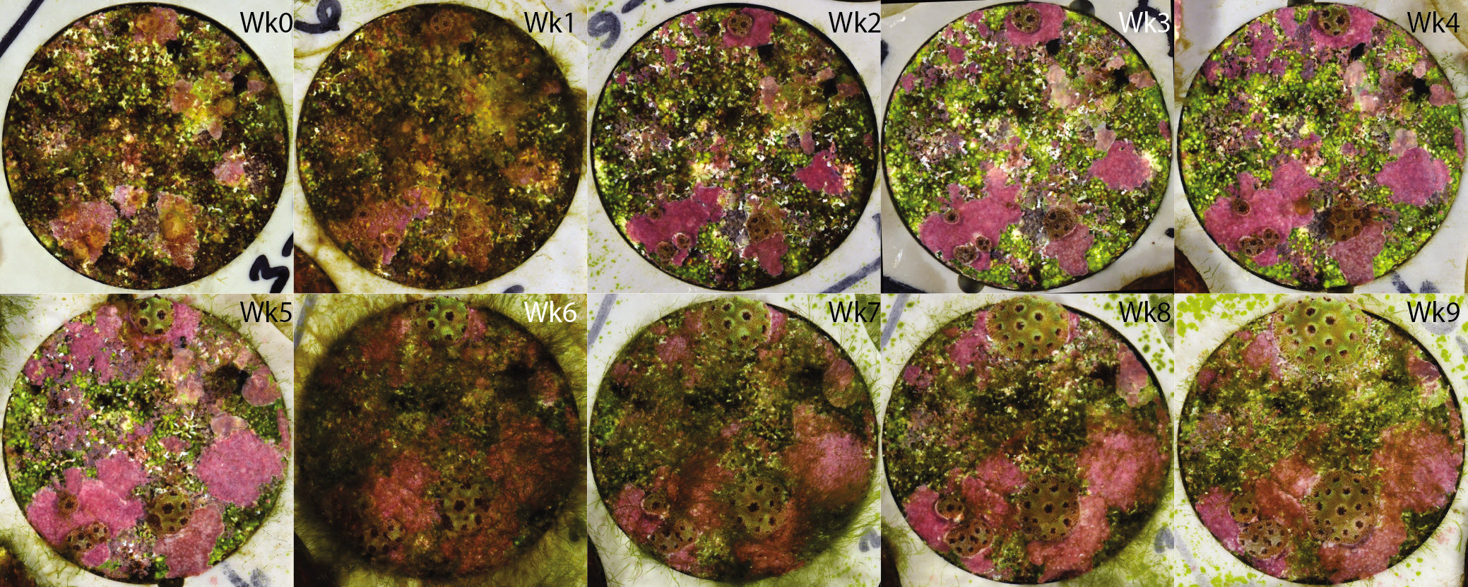 Juvenile coral growth