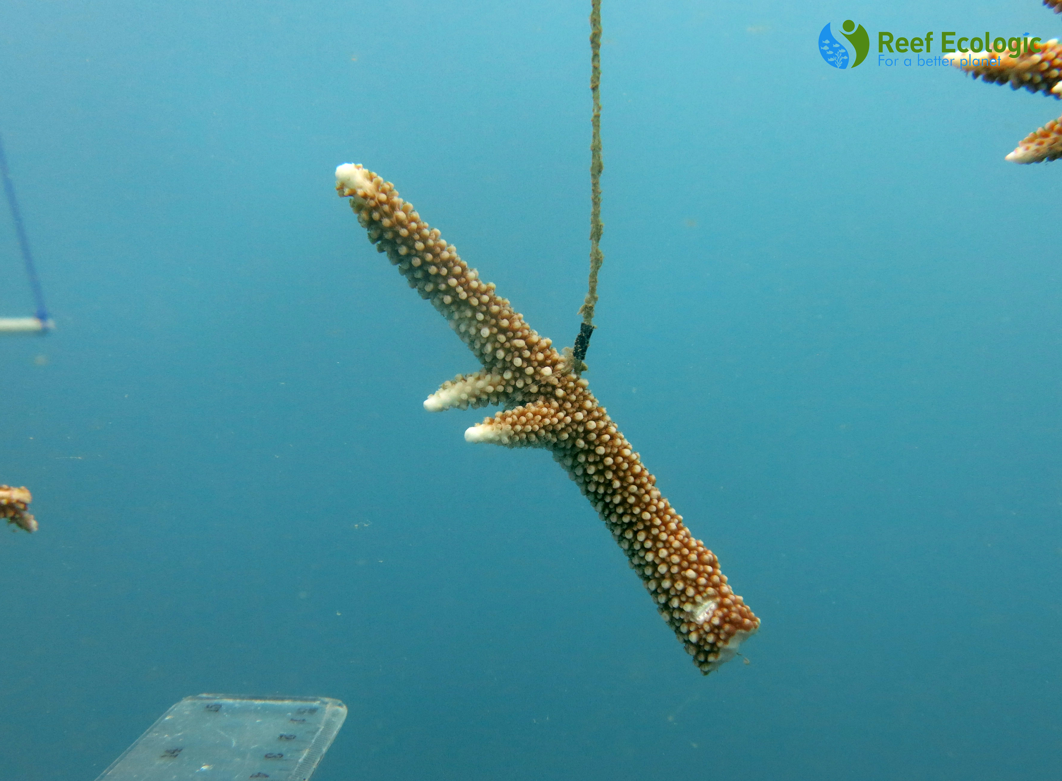 Acropora coral fragment suspended in coral nursery