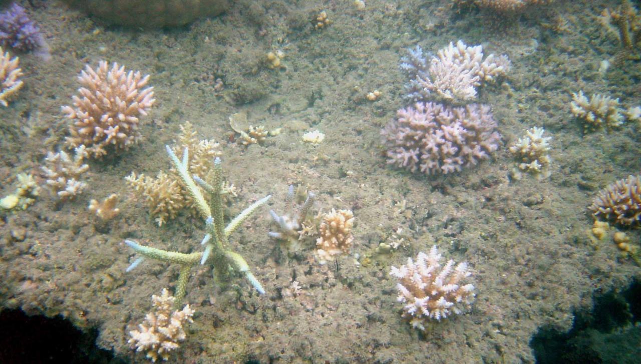 Coral Recruitment
