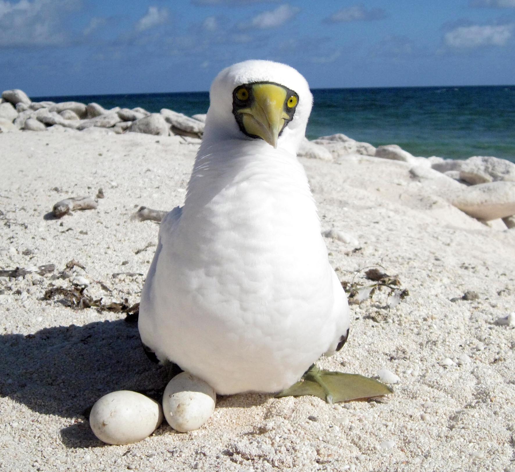 Booby