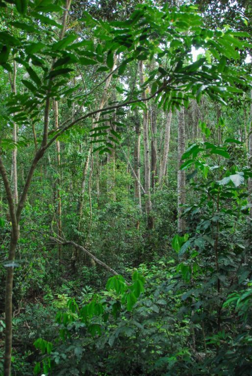Curtain Fig - semi-deciduous Mabi rainforest on basalt.JPG_.JPG | eAtlas