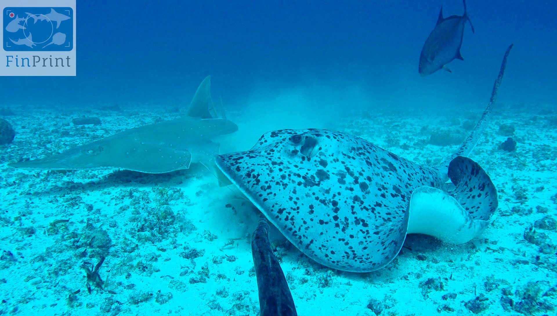 Blotched ray and guitar fish