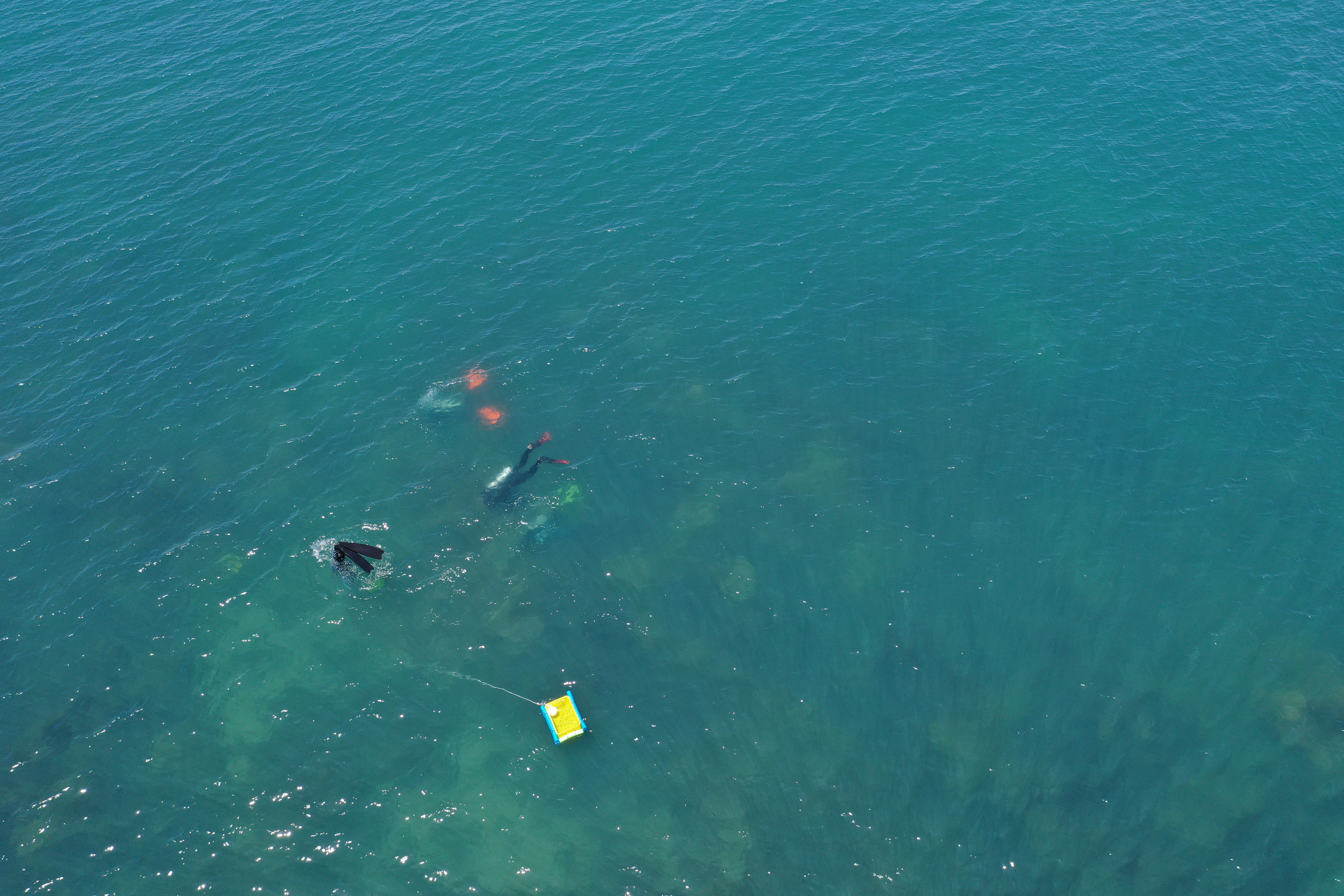 Researcher removing macroalgae for a coral restoration experiment