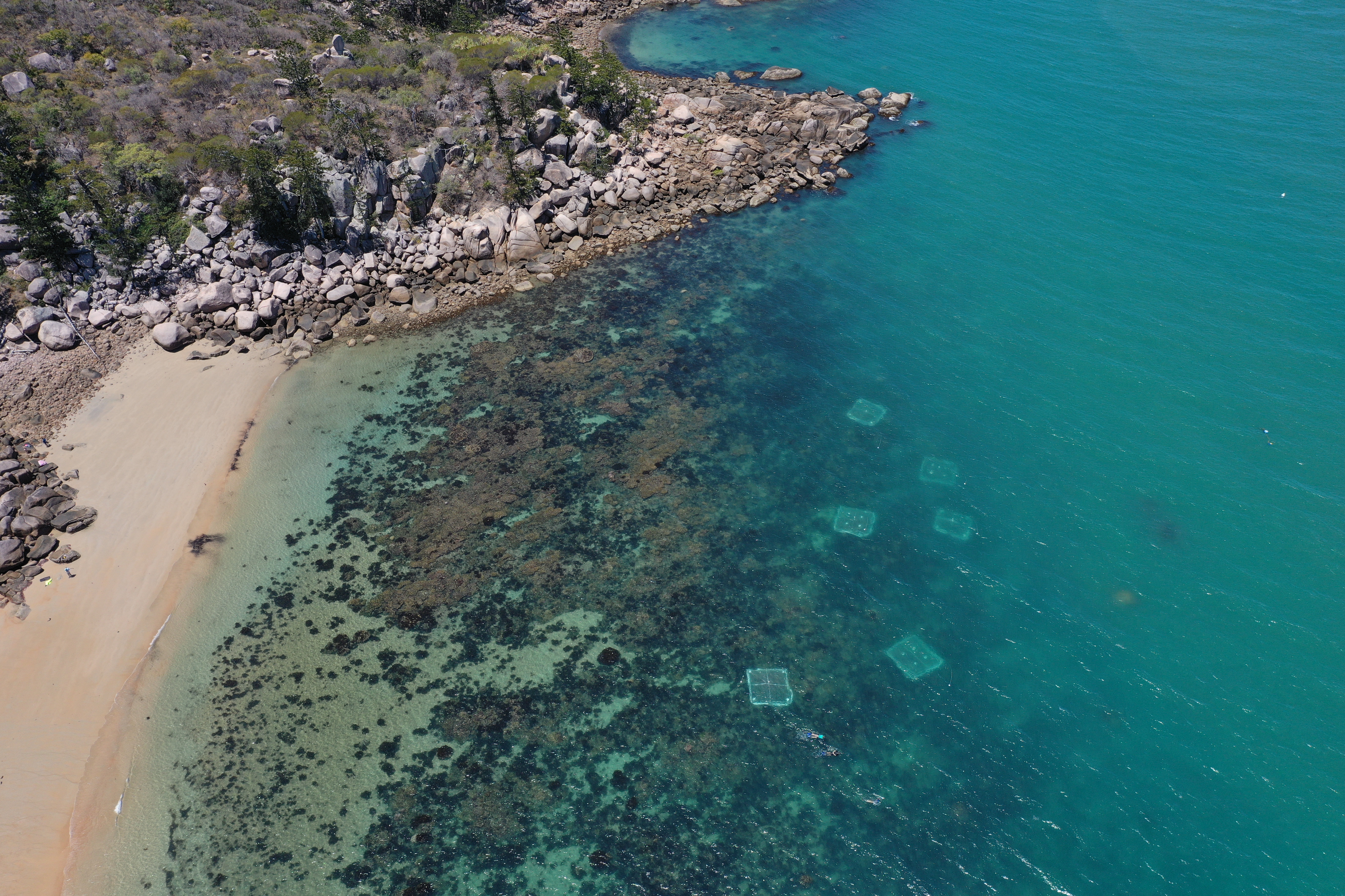 Larvae enhancement plots in a coral restoration experiment at Magnetic Island