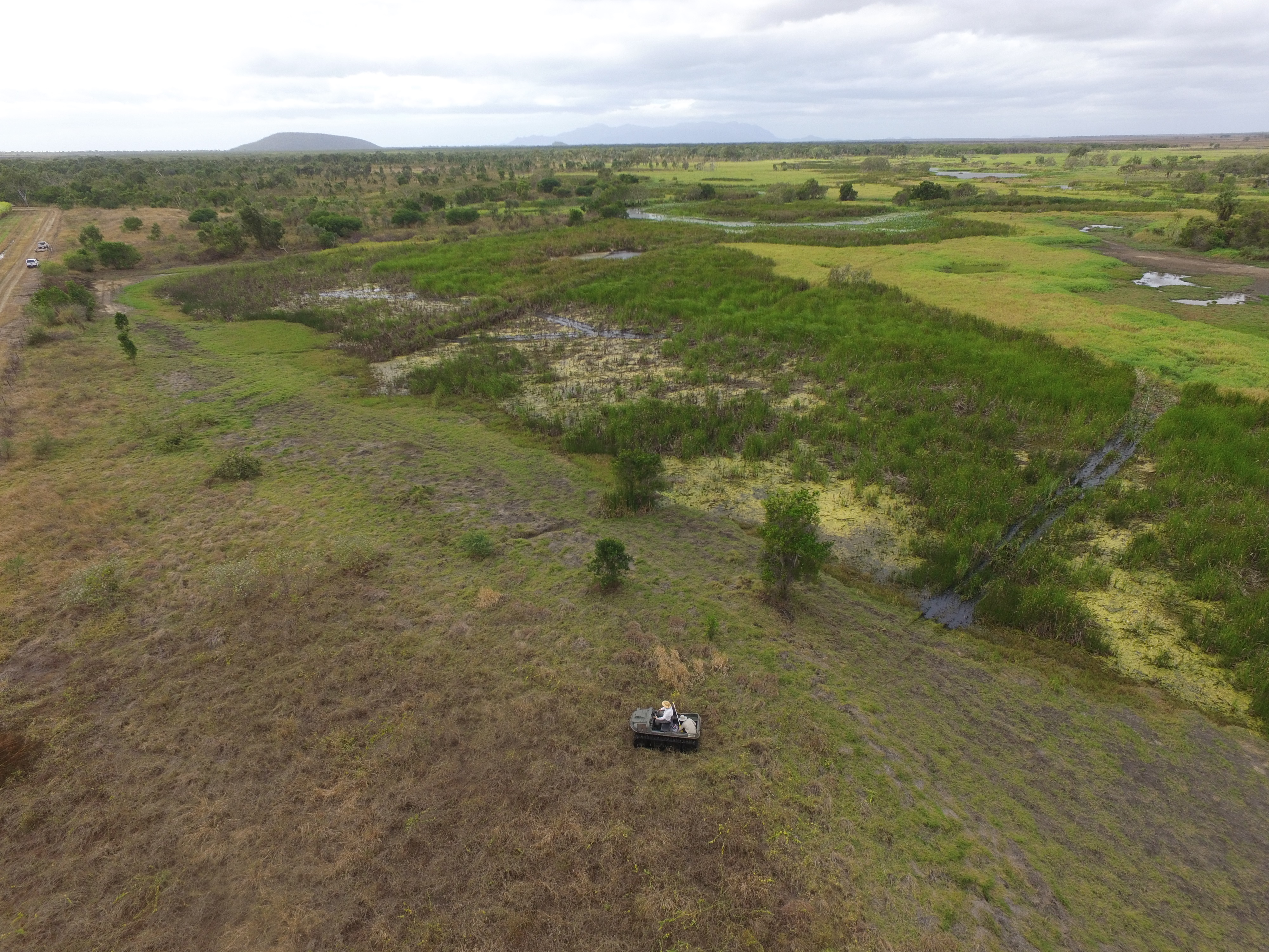 Aerial view of palustrine wetland overgrown with invasive aquatic weeds