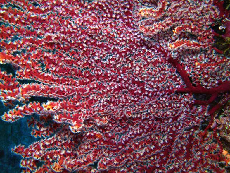 Octocorallia