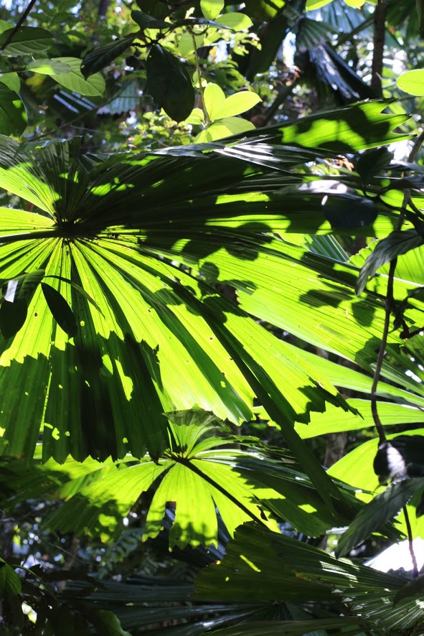 Daintree Palms