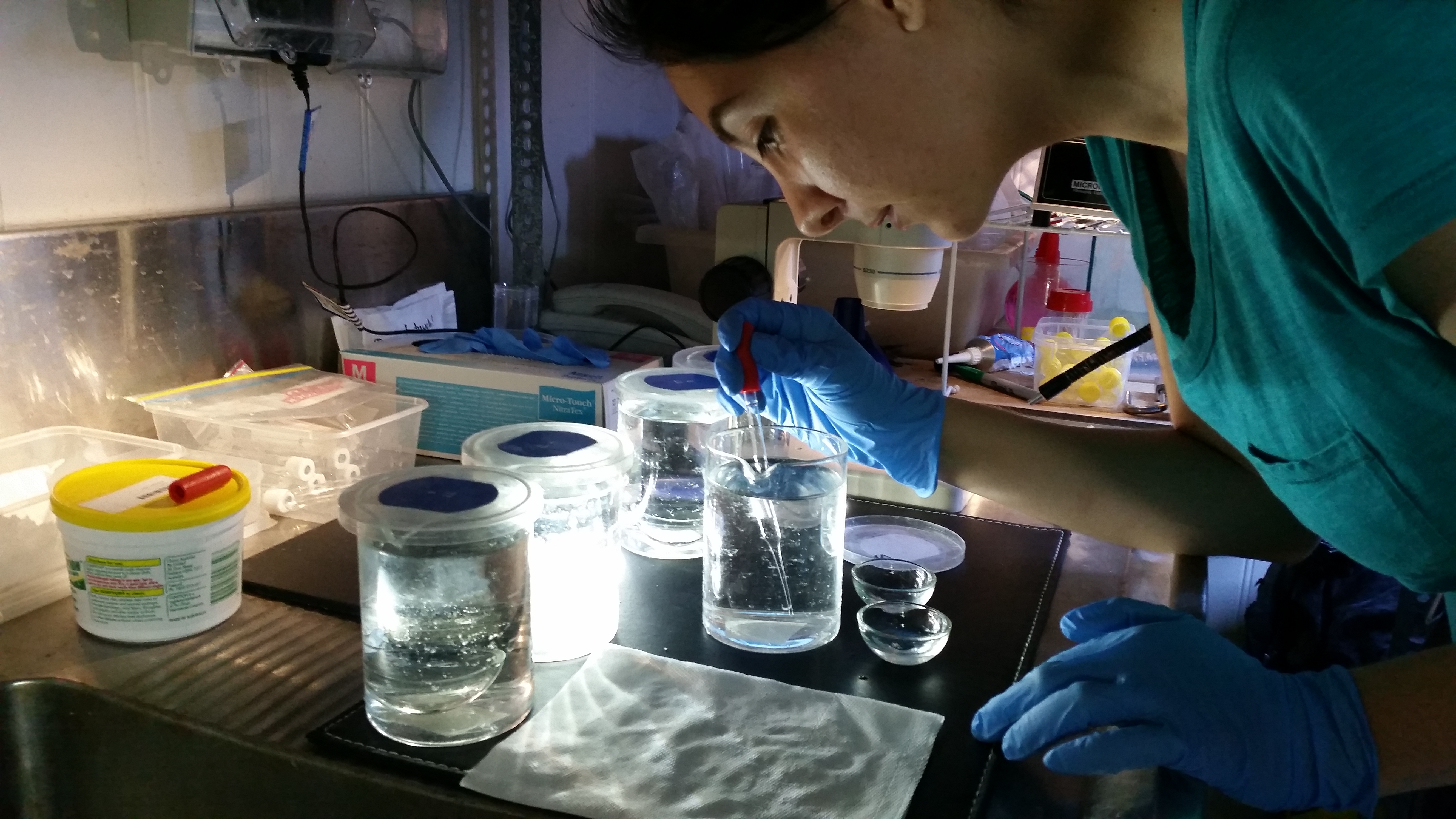Laboratory experiments on the susceptibility of Irukandji polyps to common pesticides conducted at Griffith University.