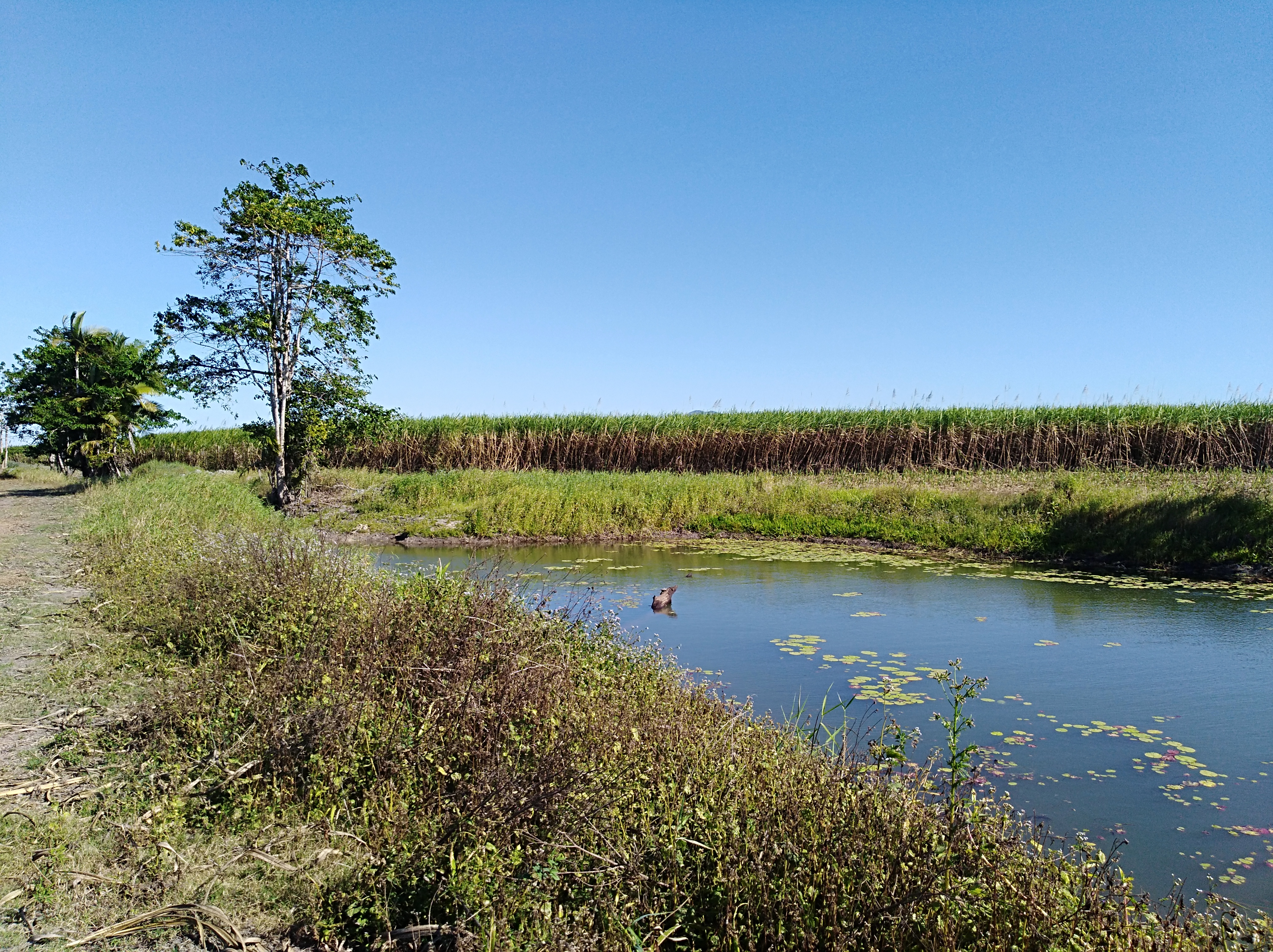 Constructed lagoon on Tully floodplain