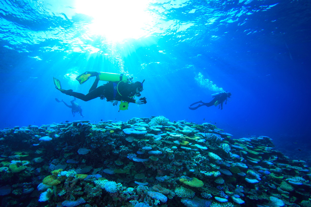 Scott reef coral bleaching