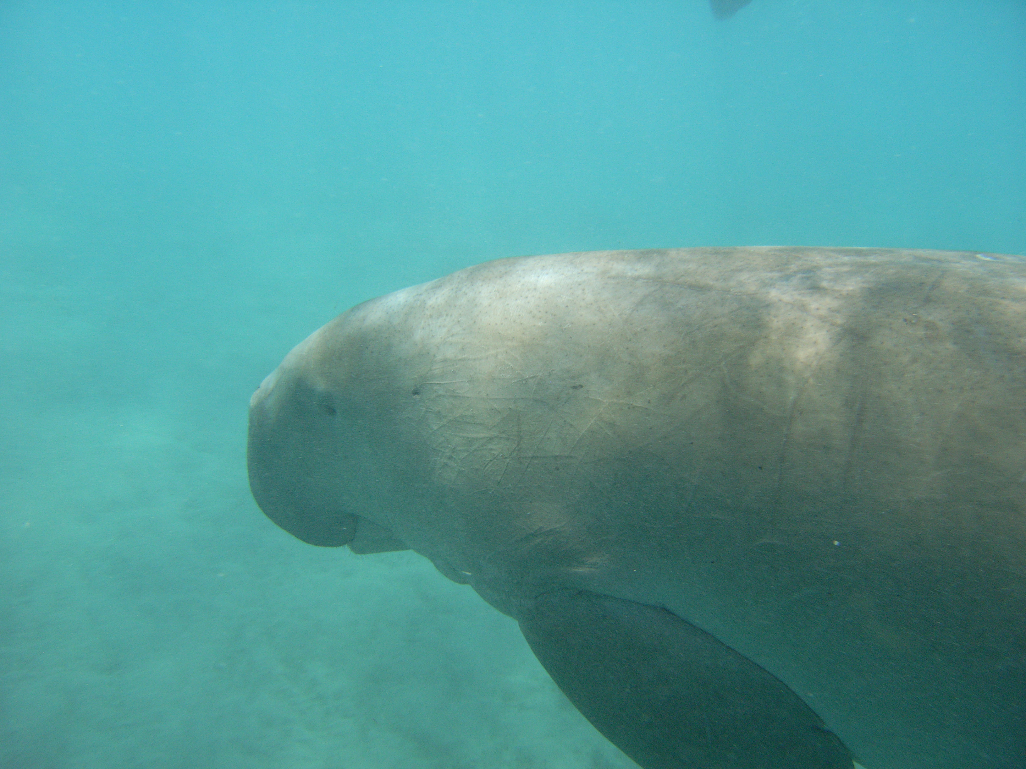Dugong