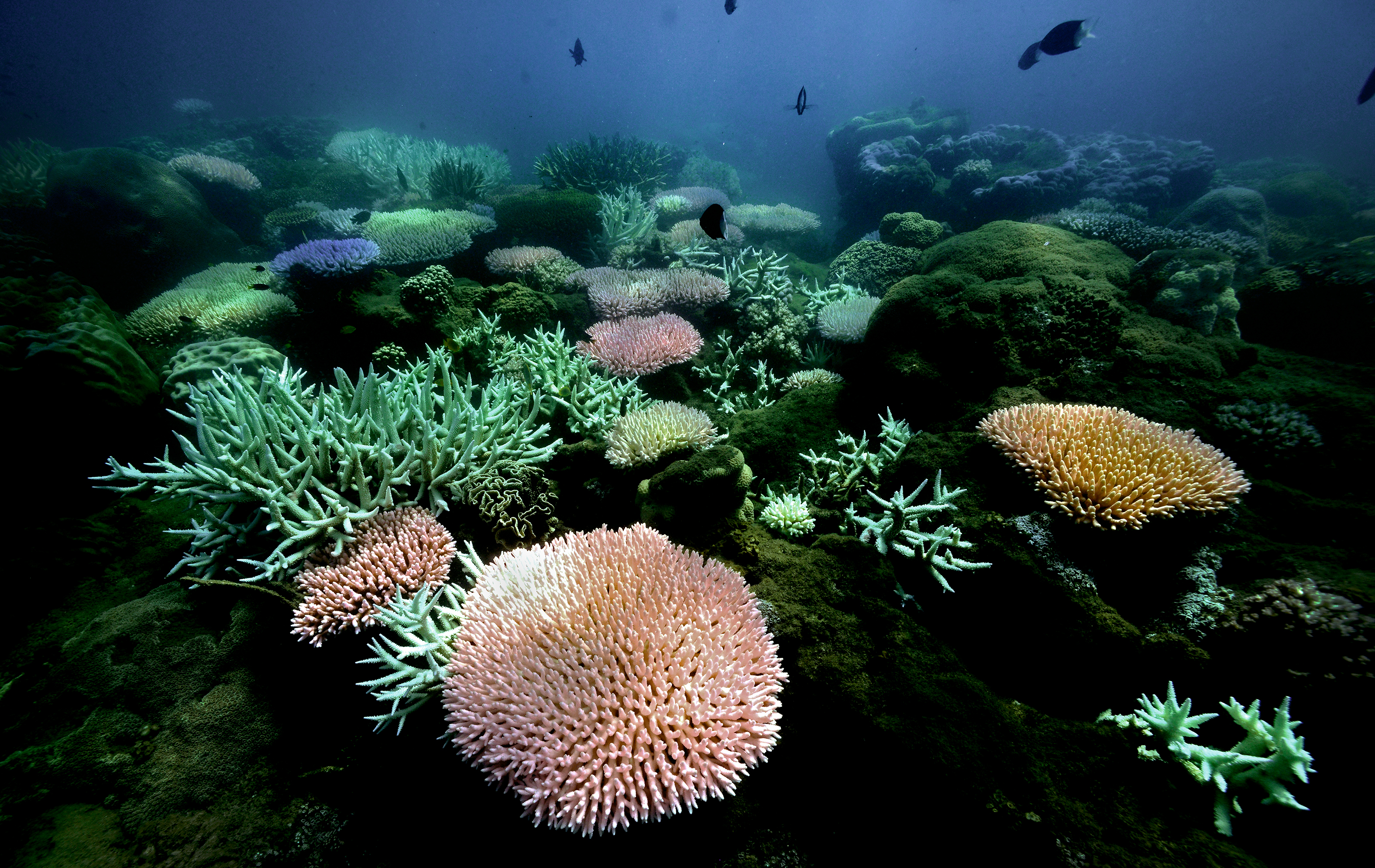 Bleached Acropora millepora