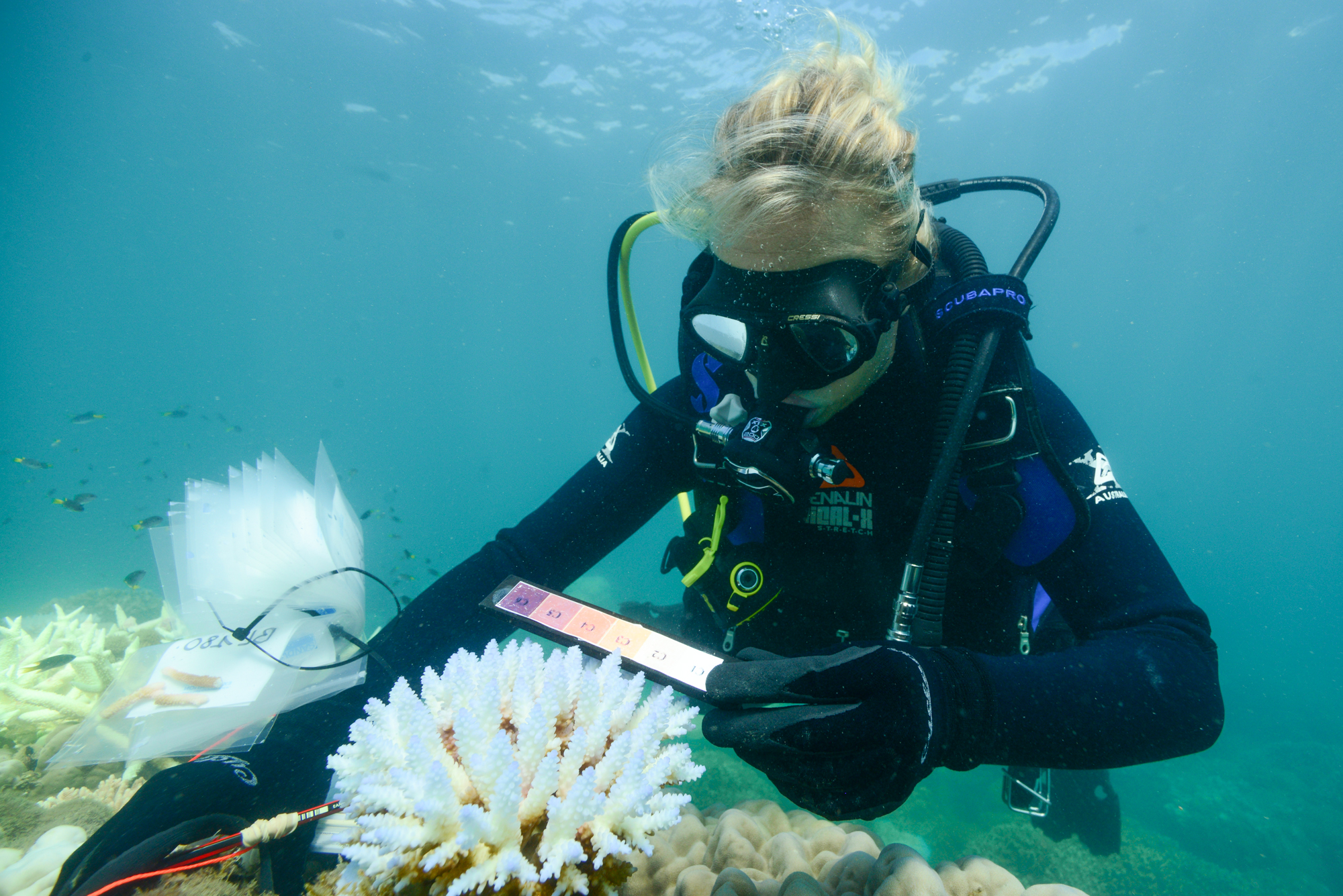 Measuring the extent of bleaching