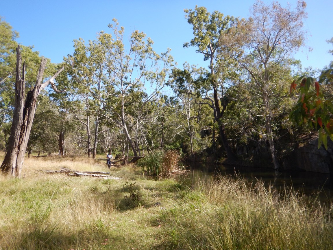 Riparian remediation project site