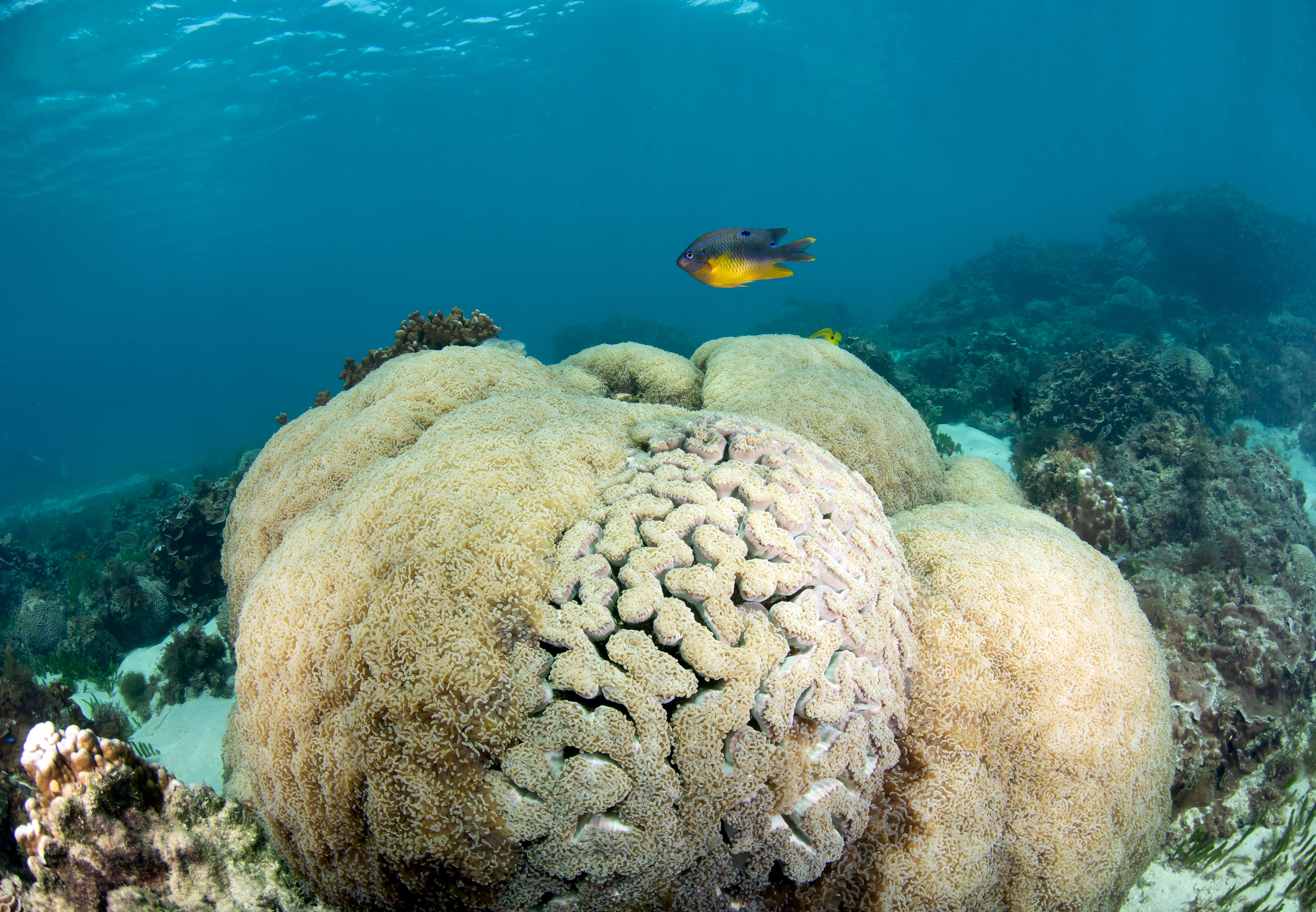 Coral bommies at Emily Bay