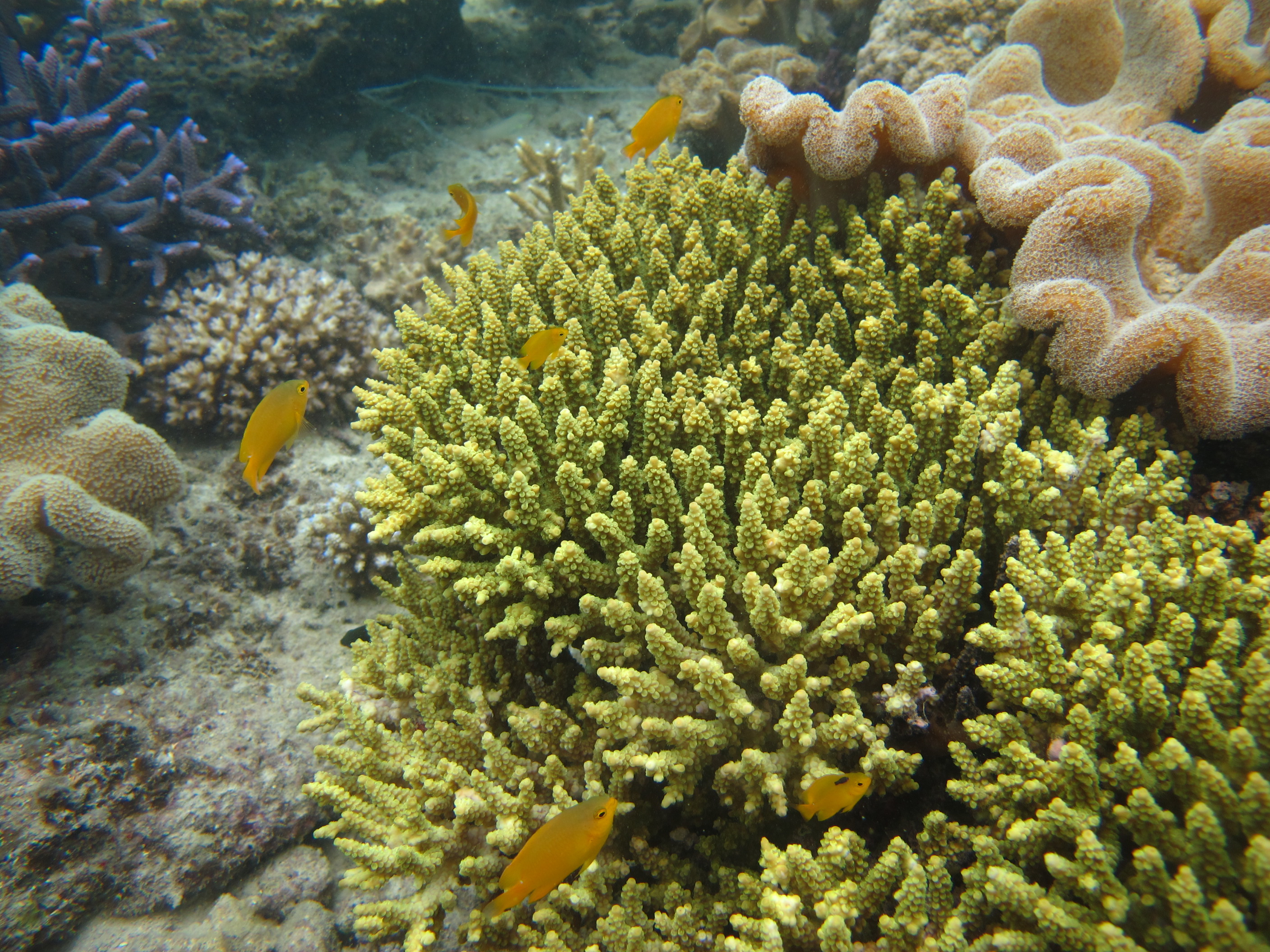 Acropora tenuis
