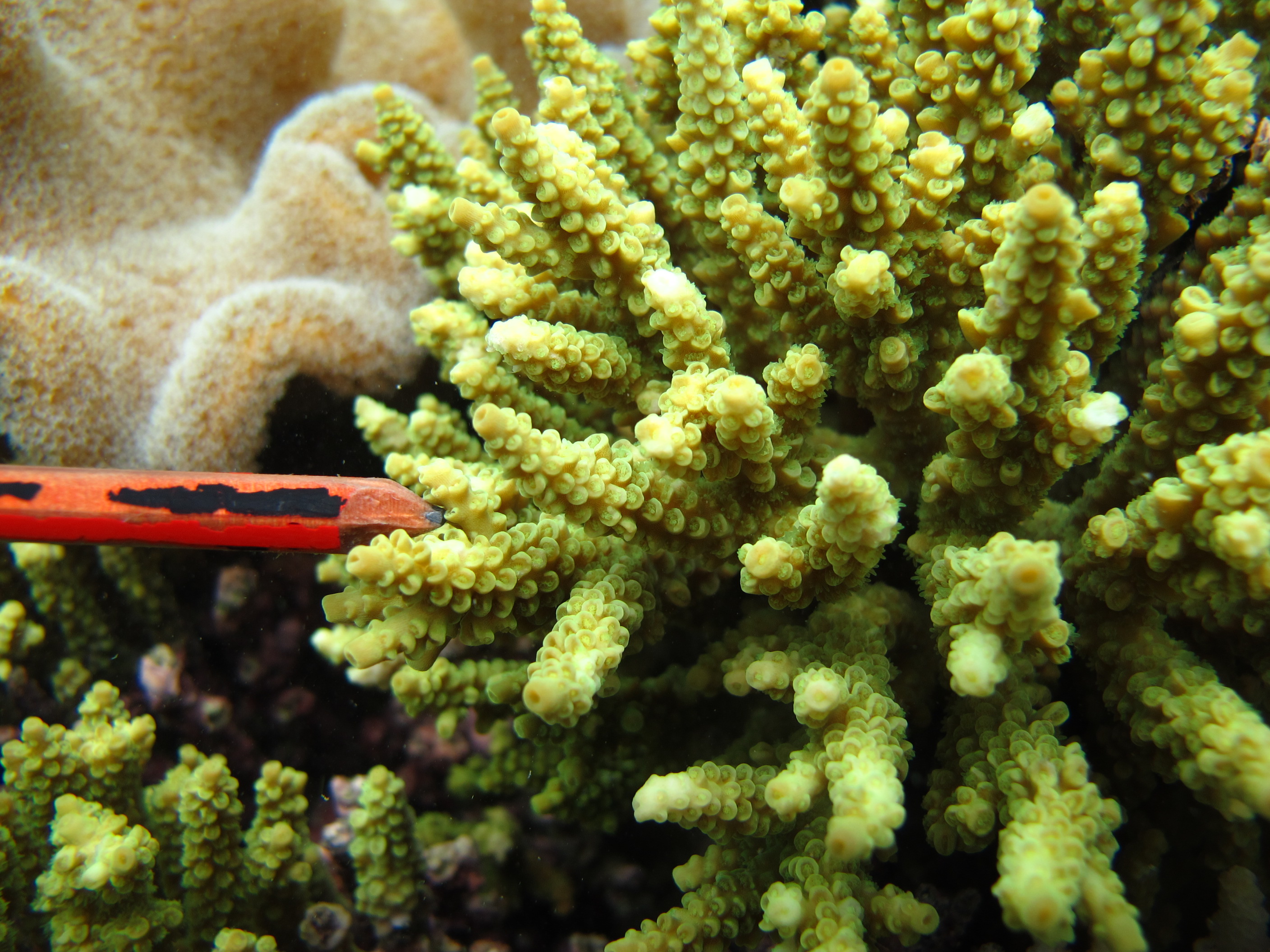 Acropora tenuis