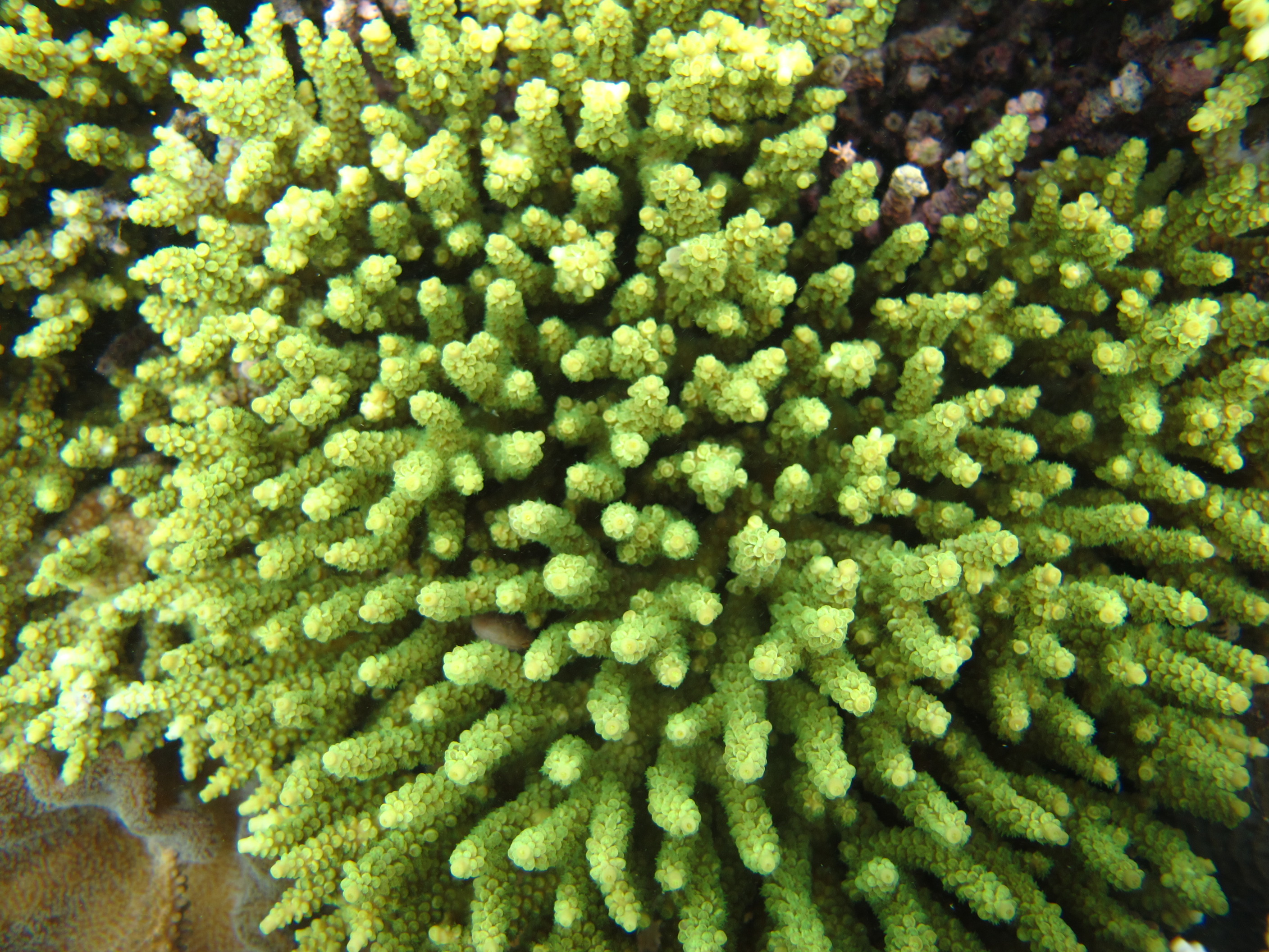 Acropora tenuis