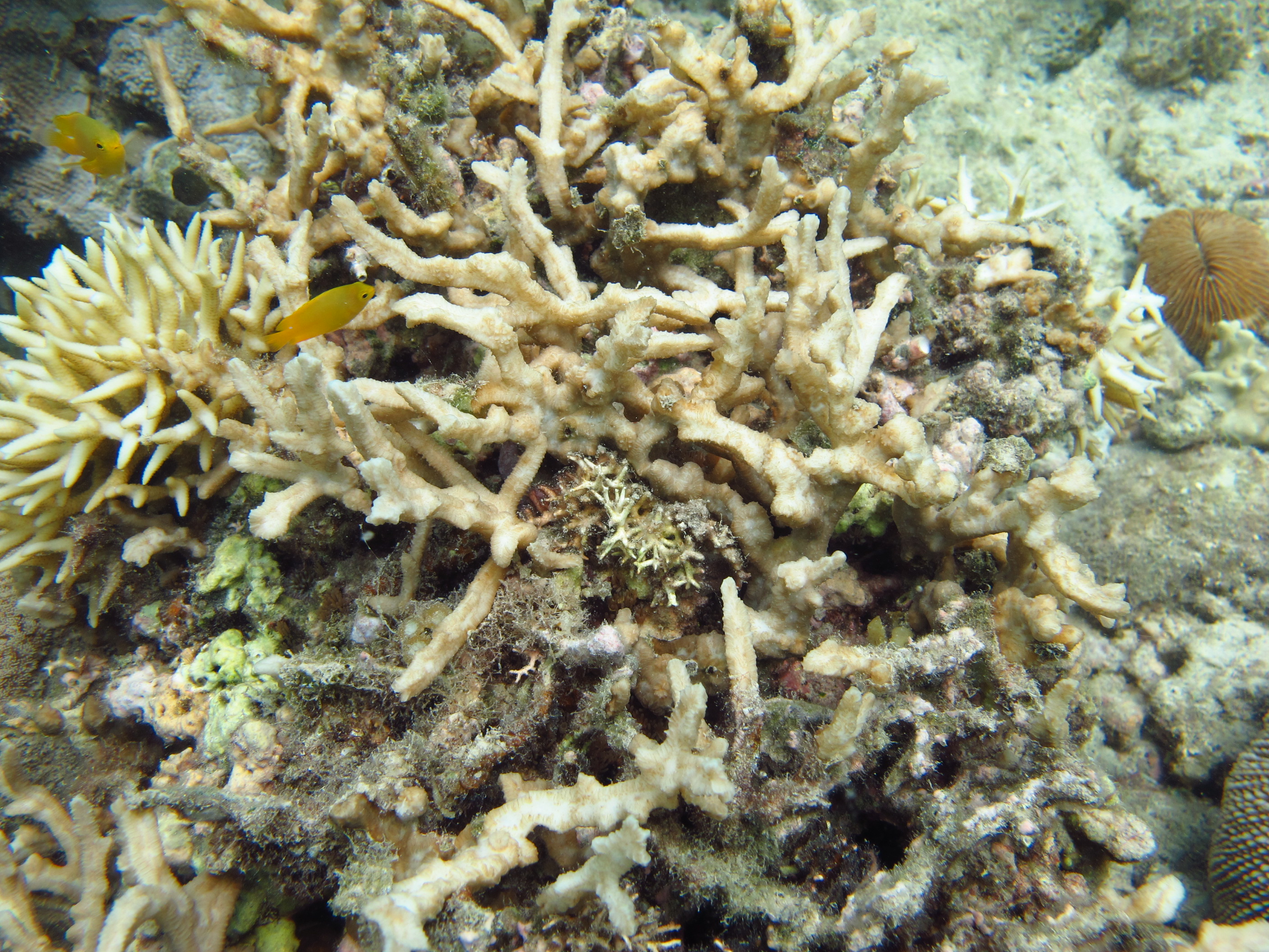 Paraclavarina triangularis