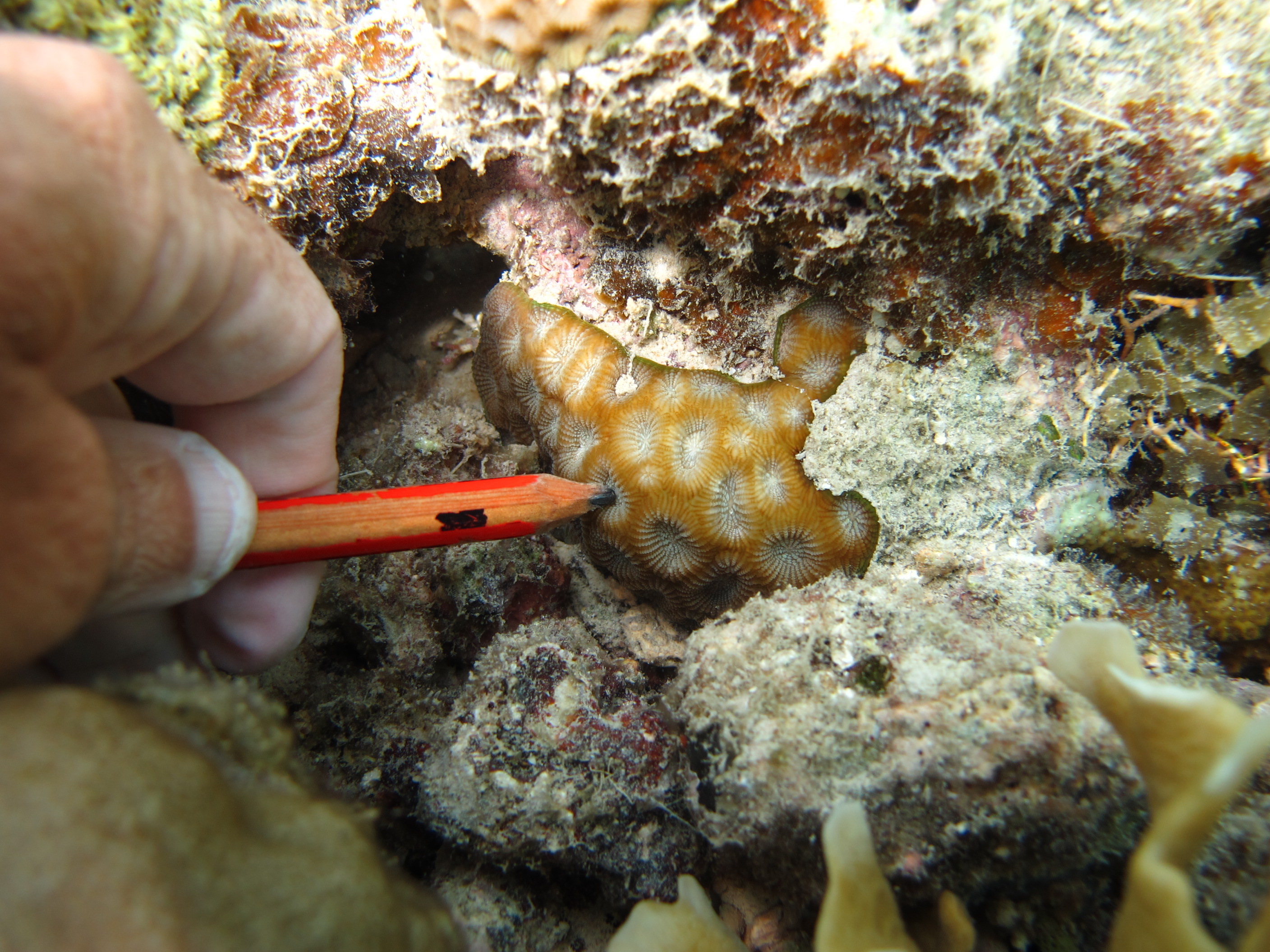 Montastrea magnistellata