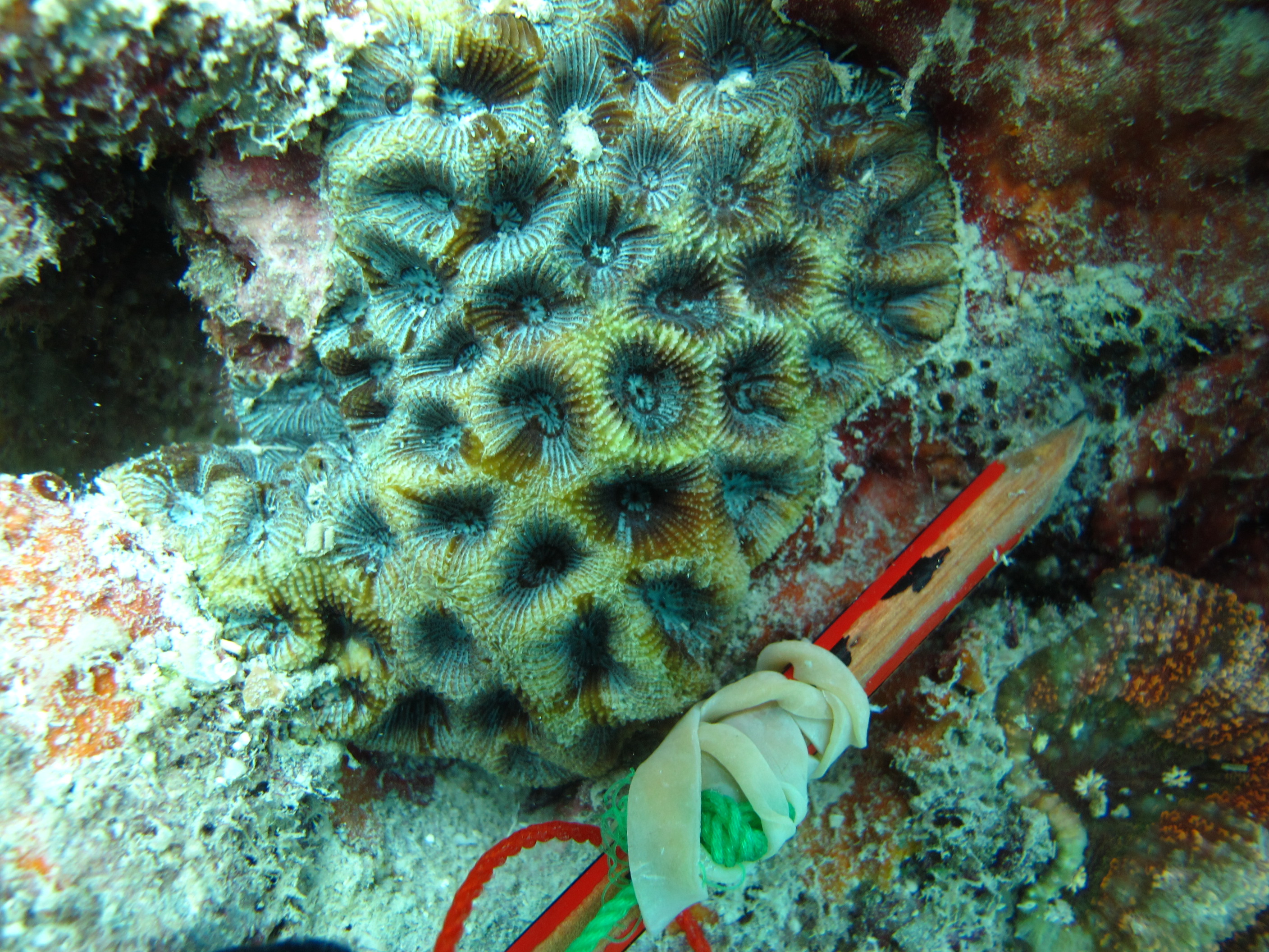 Goniastrea palauensis