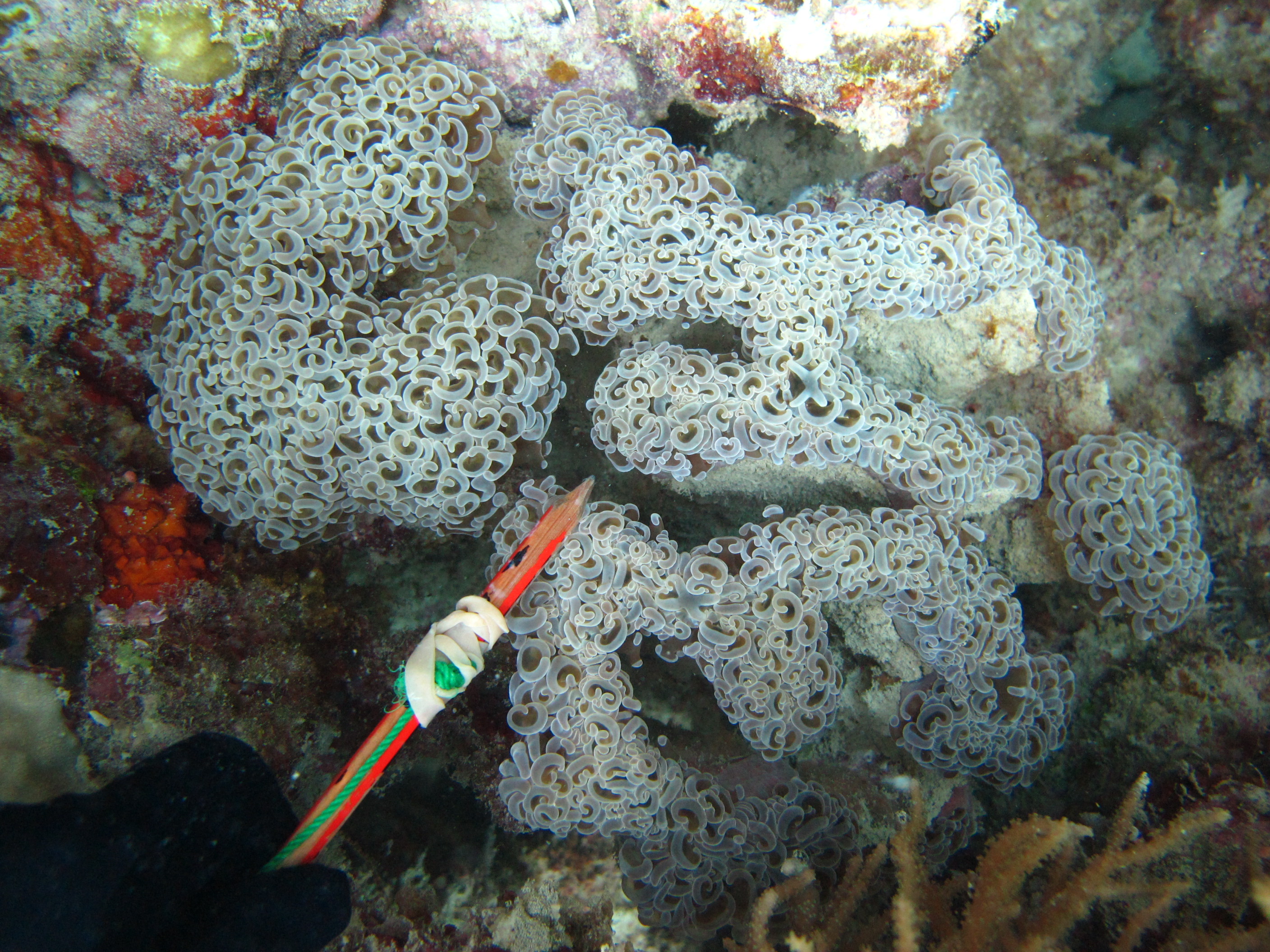 Euphyllia ancora