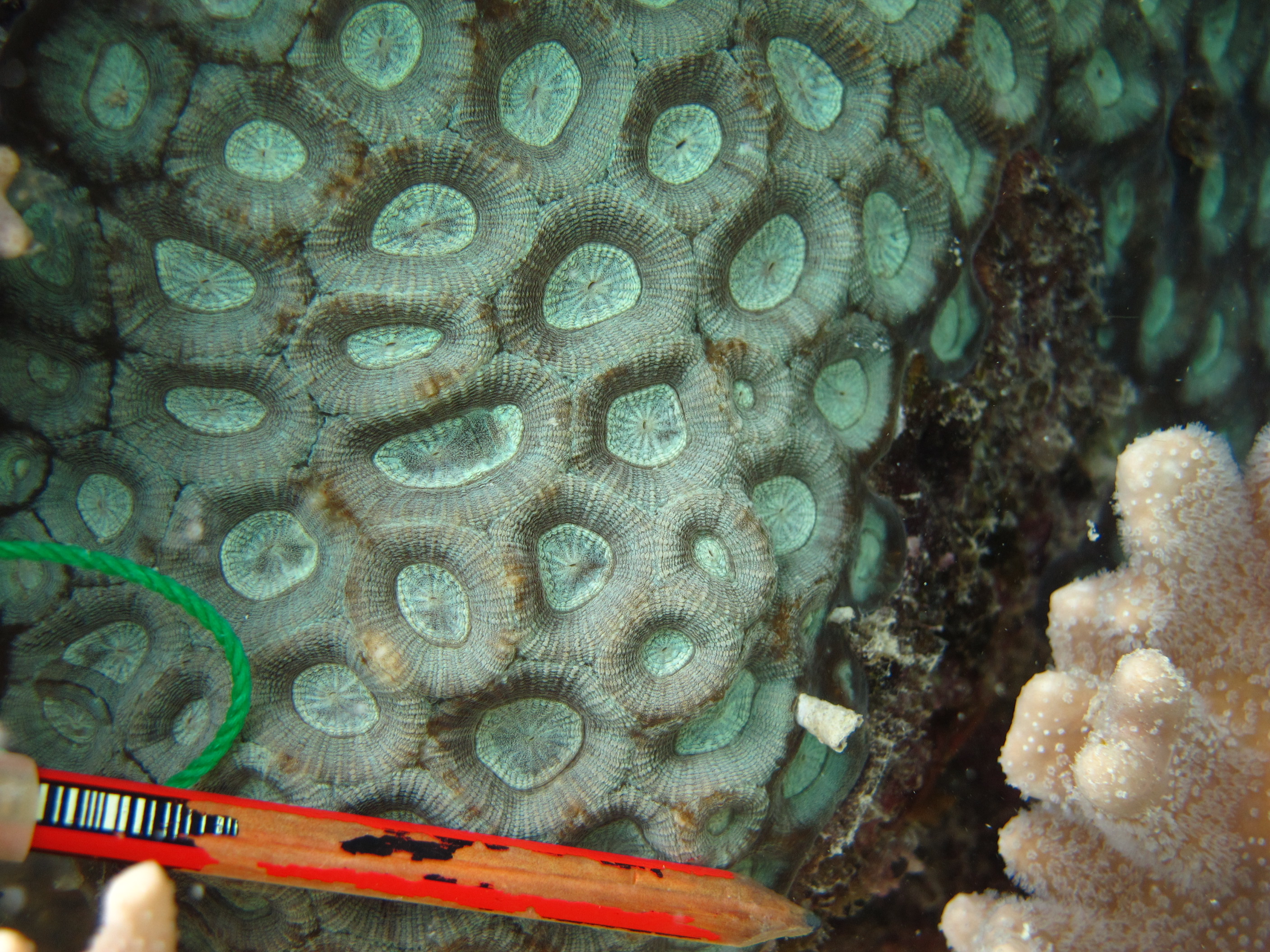 Favia rosaria