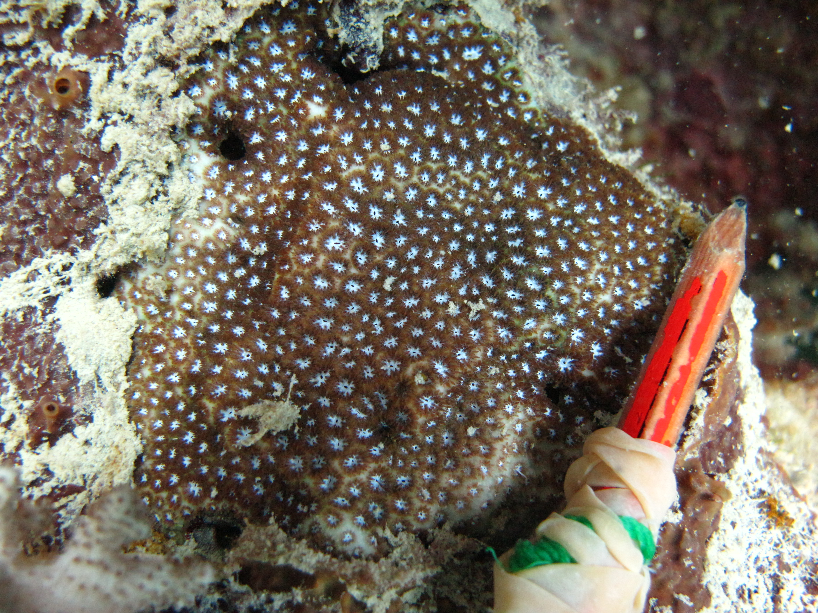 Leptastrea pruinosa