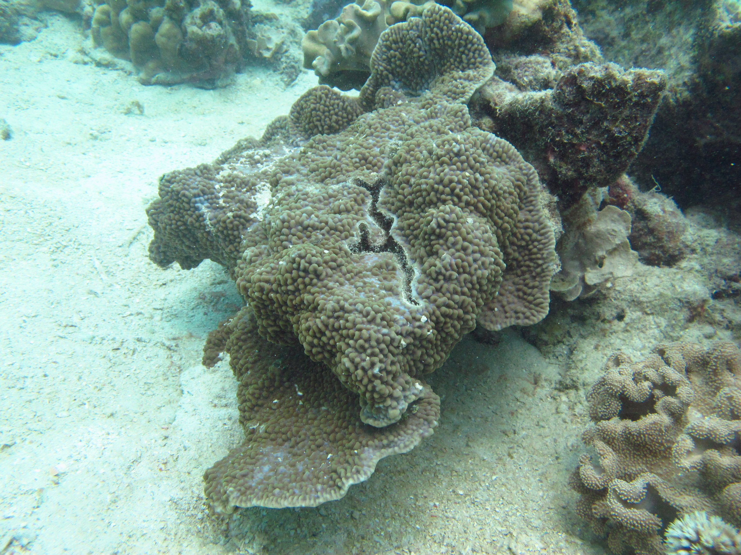 Montipora palawanensis