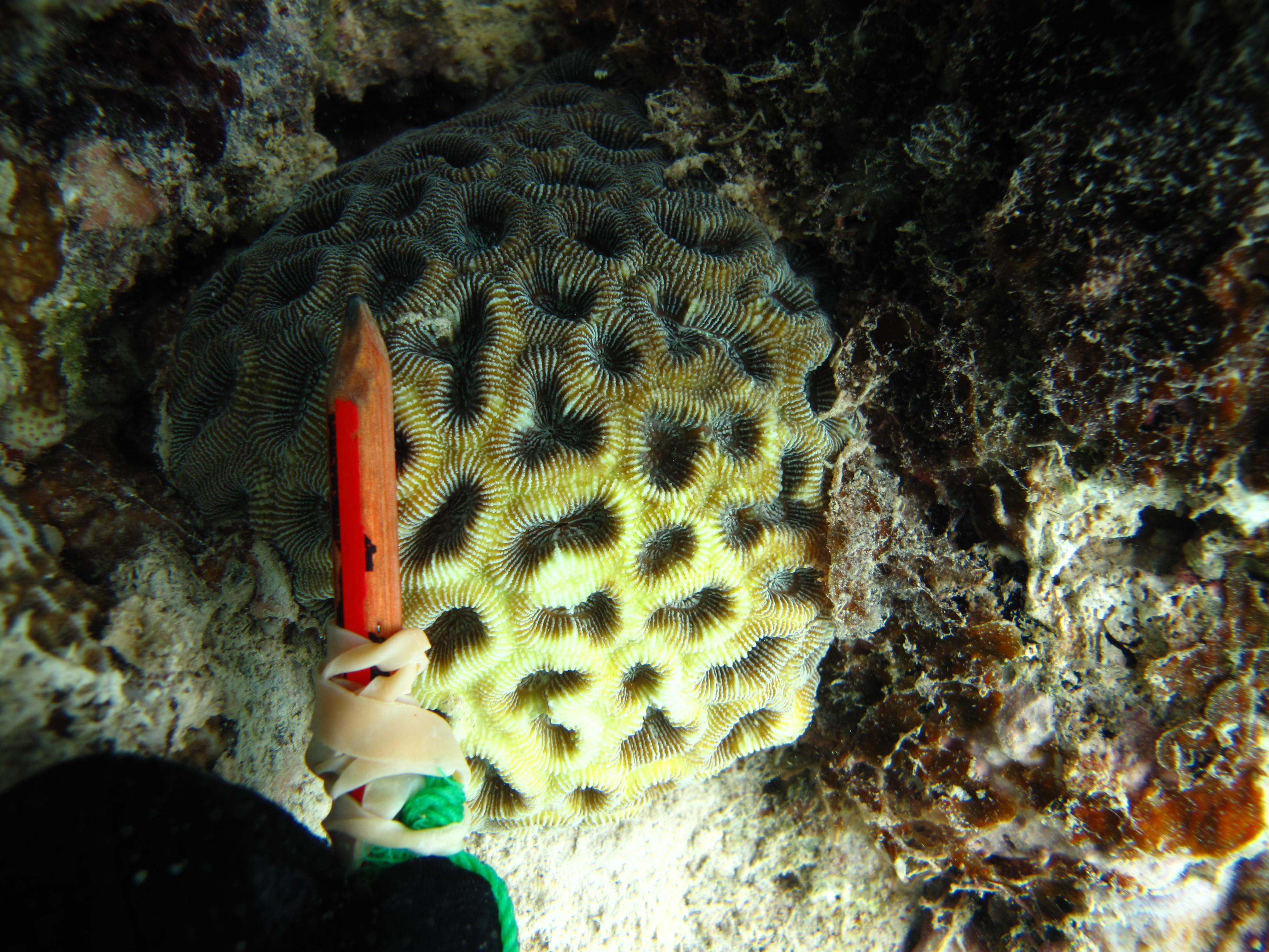 Favia maritima