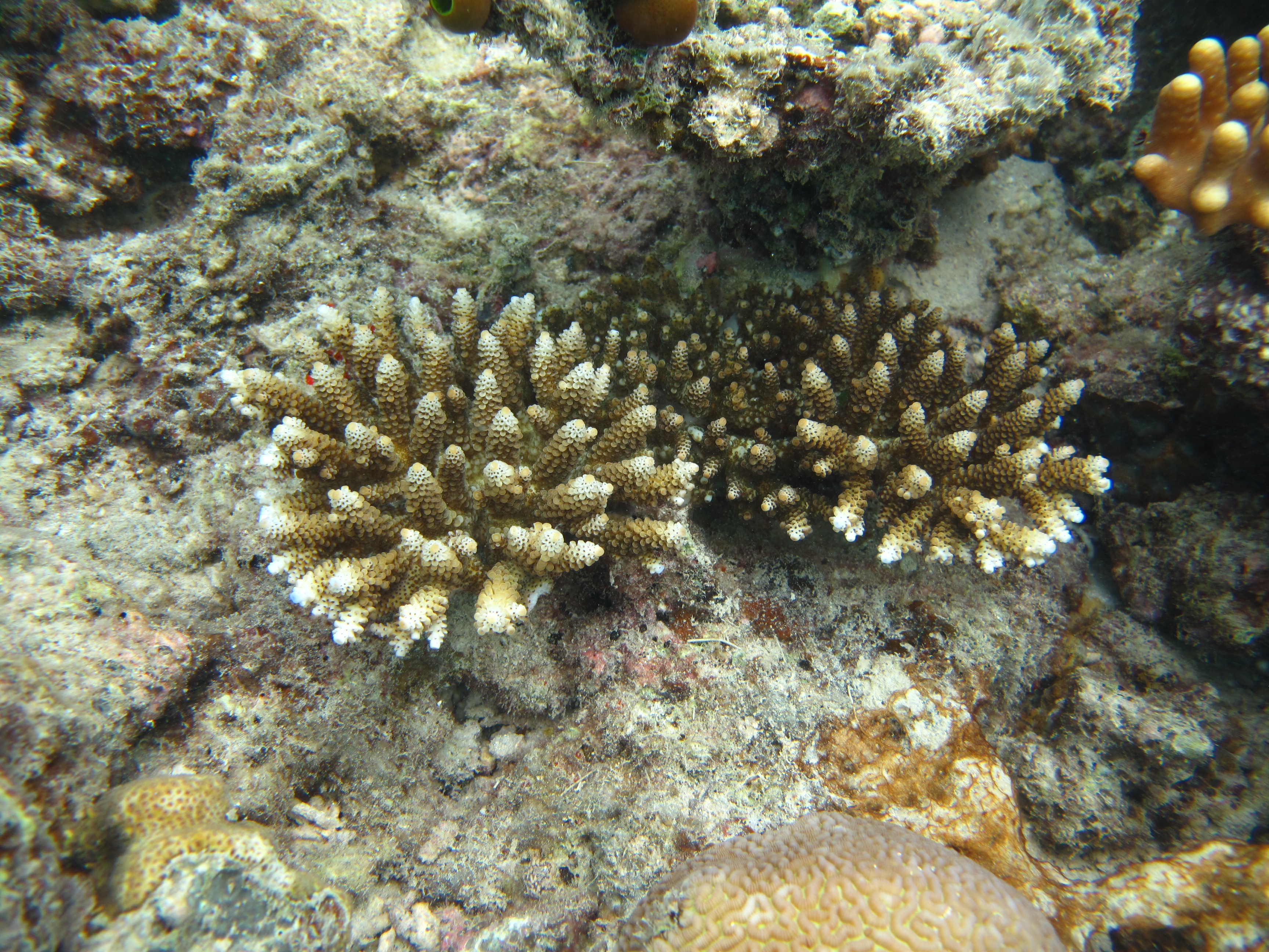 Acropora digitifera