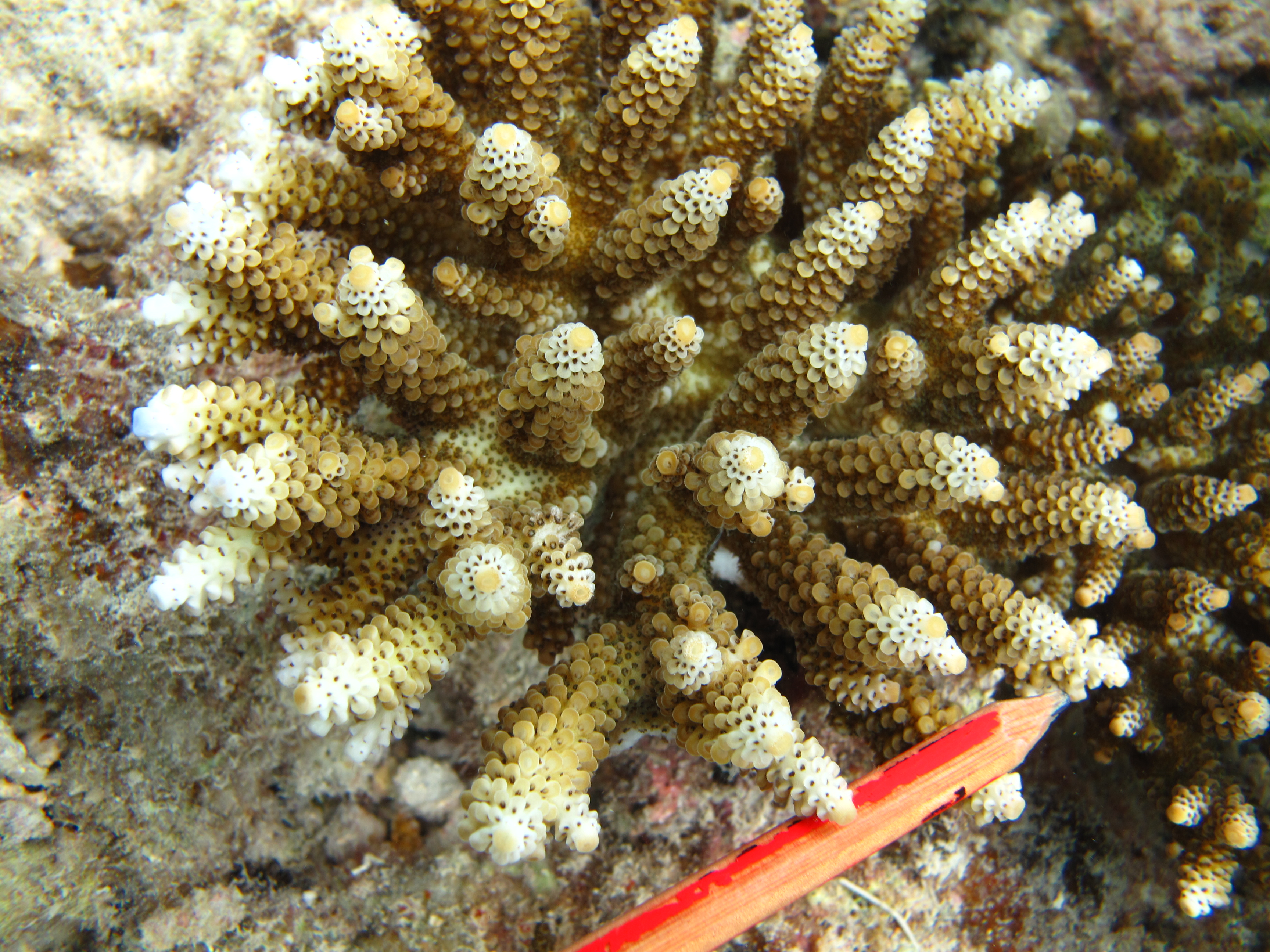 Acropora digitifera