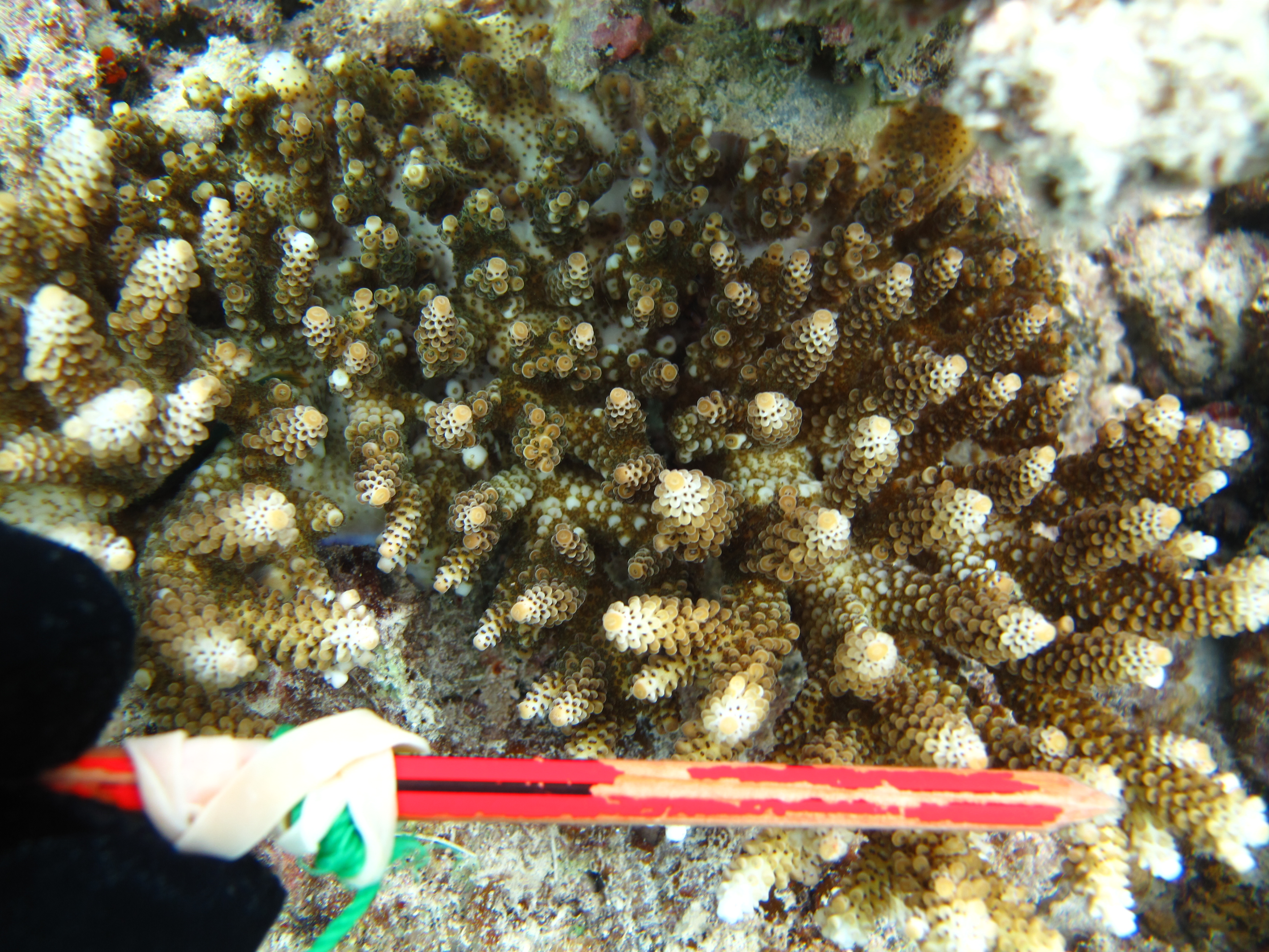 Acropora digitifera