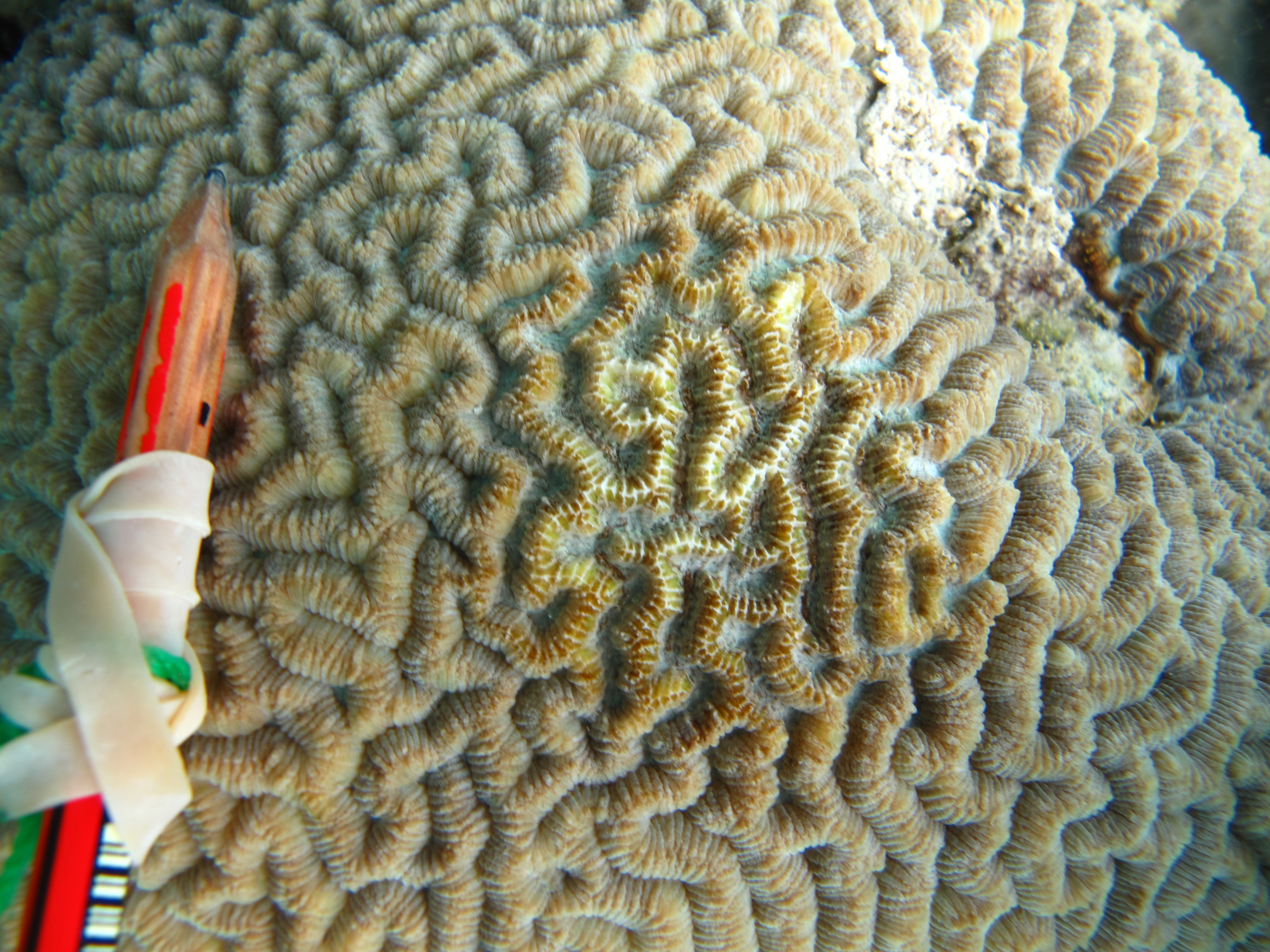 Platygyra lamellina