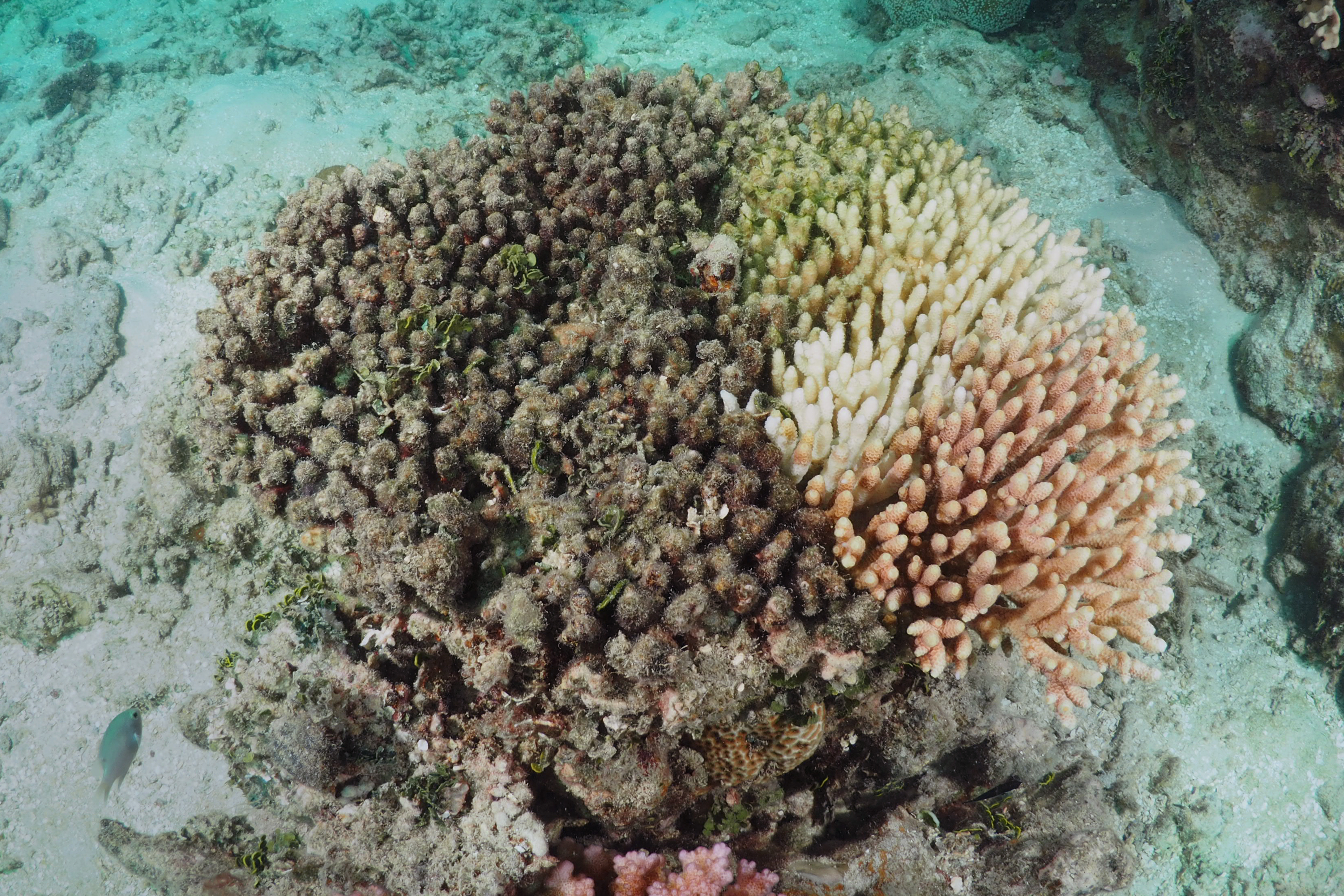 Dying Acropora millepora