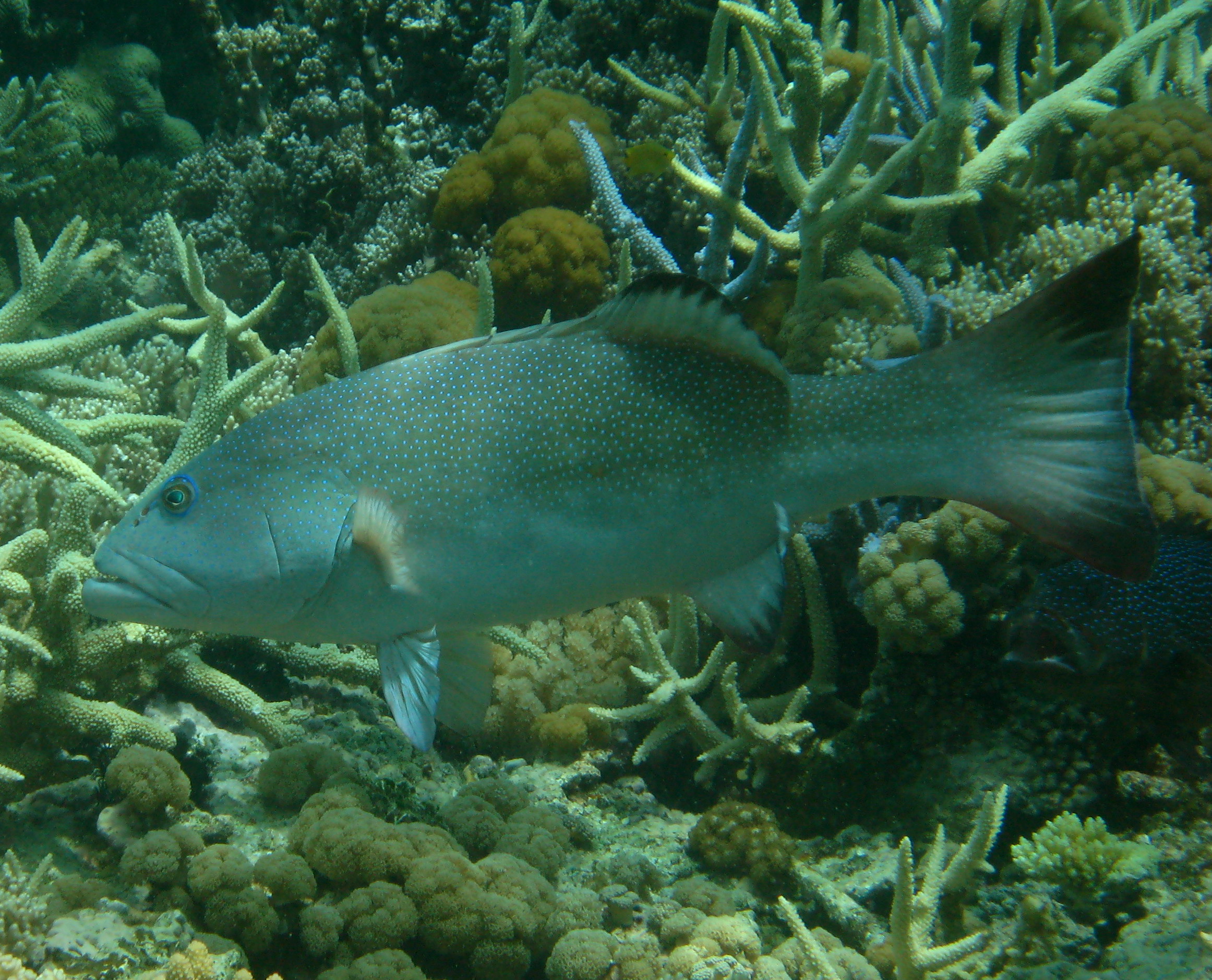 Figure 1 Coral trout